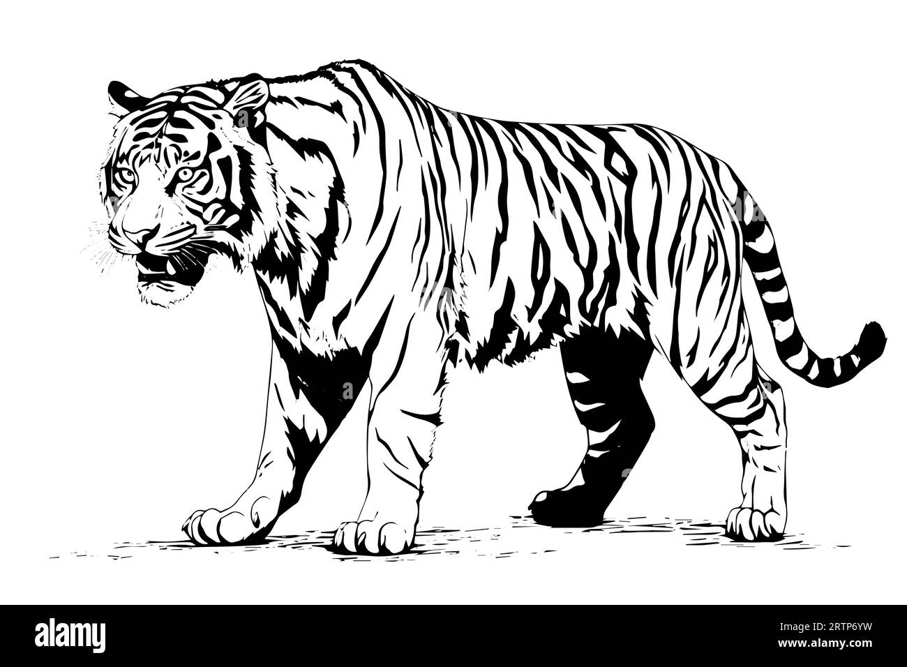 Hand drawn engraving style sketch of a tiger, vector ink illustration ...