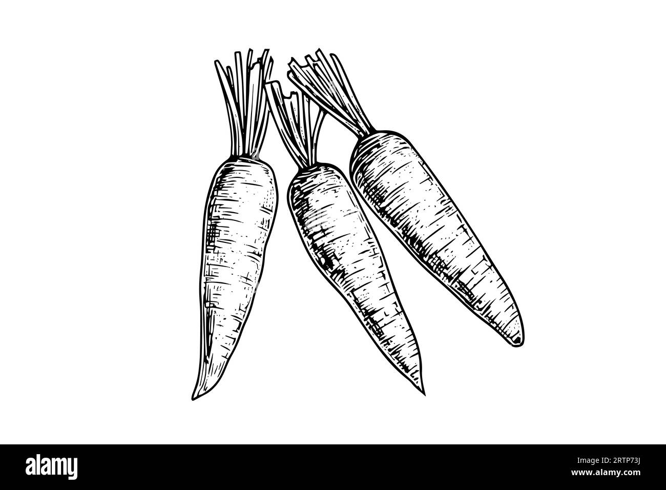 Carrot with tops. Engraving sketch hand drawn vector illustration Stock ...