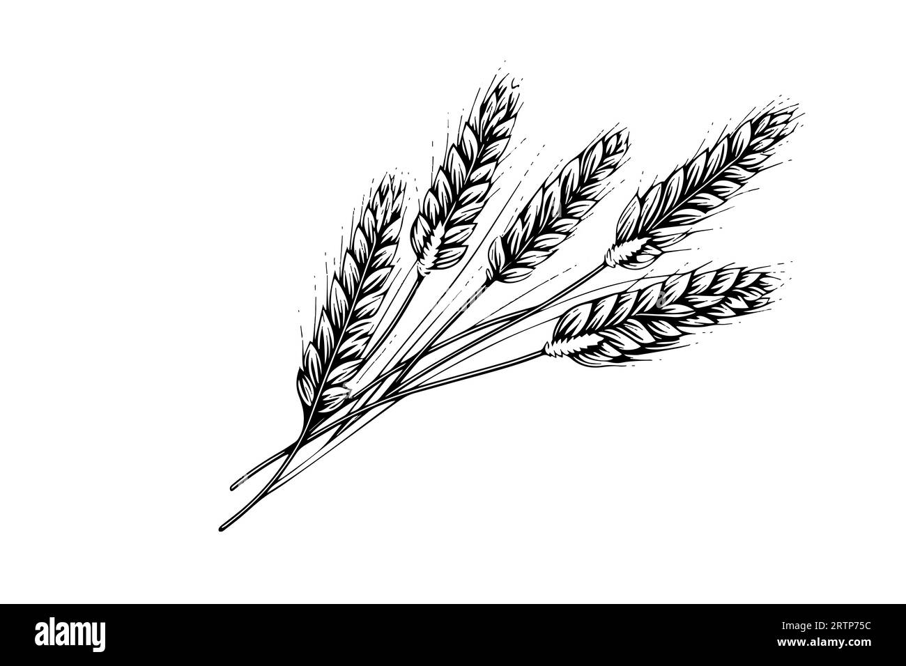 Hand drawn of ears of wheat, barley, grain.... - Stock Illustration  [95688683] - PIXTA