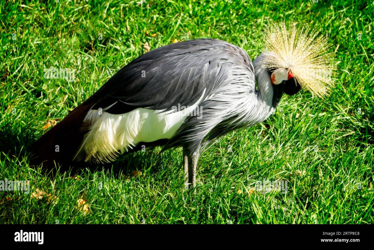 East African Crowned Crane Calgary Zoo Alberta Stock Photo