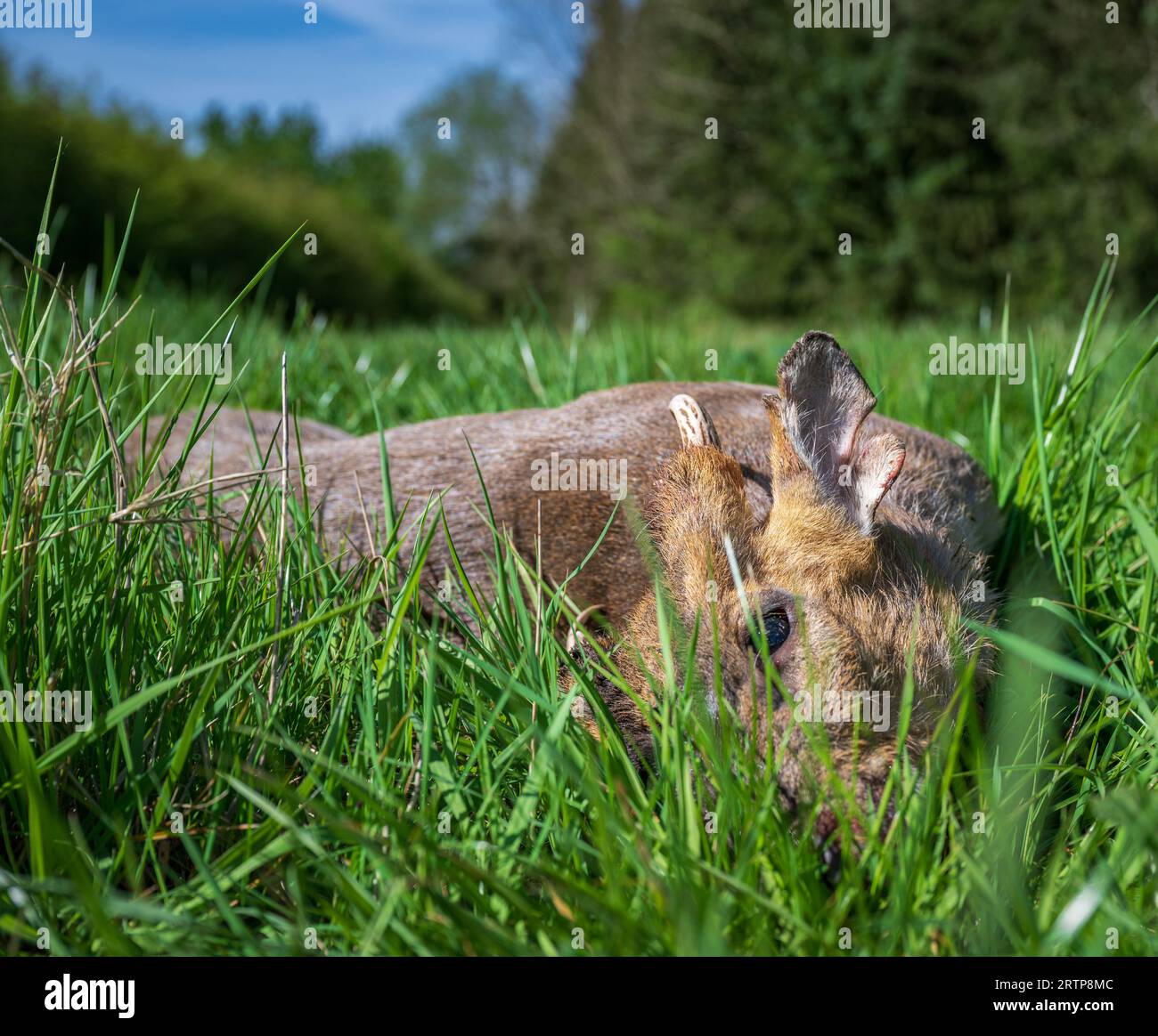A Muntjac Deer, buck or male, that has been culled by a deer stalker as part of a deer management programme Stock Photo