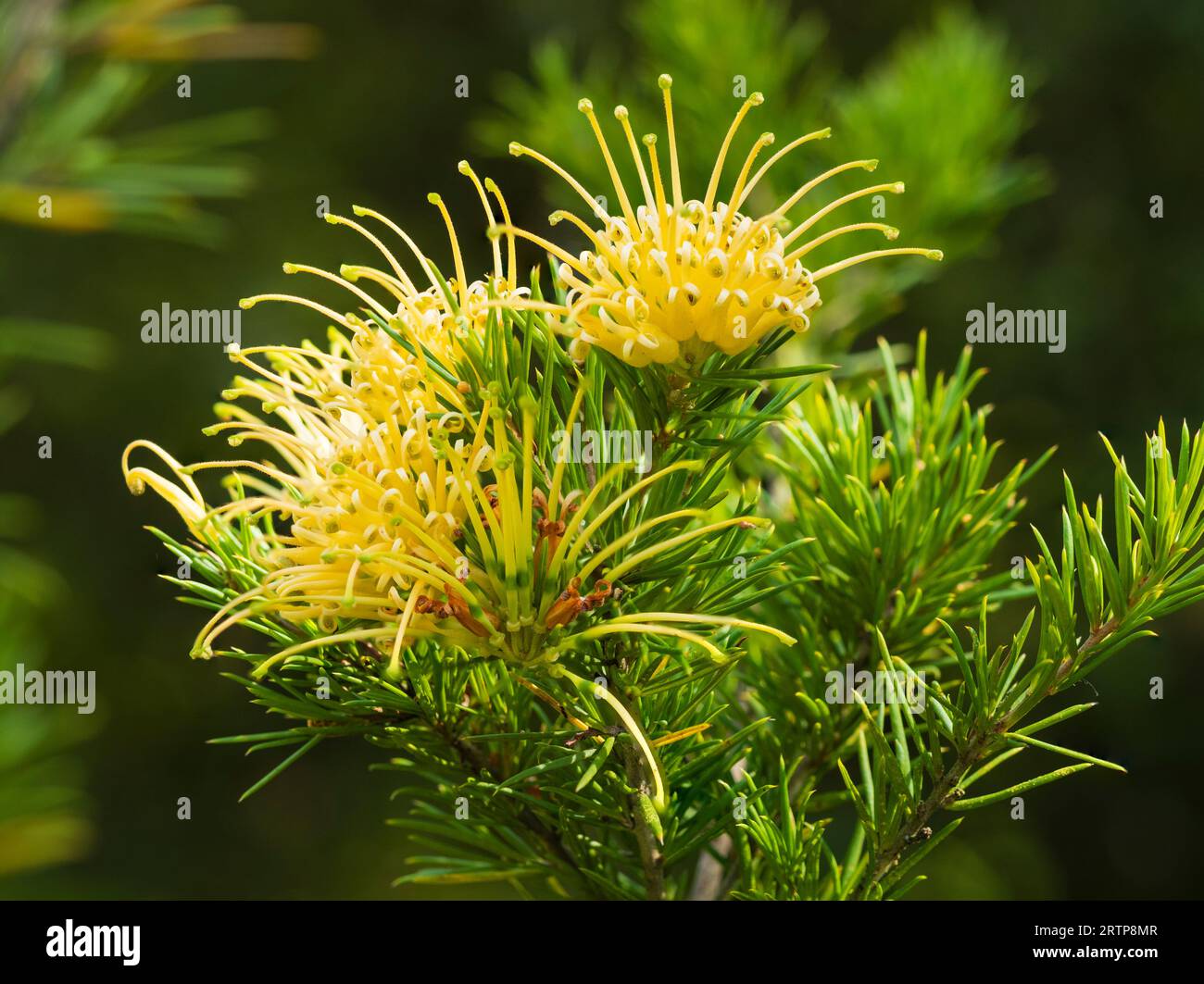 Spidery yellow flowers of the Australian shrub Grevillea juniperina f. sulphurea Stock Photo