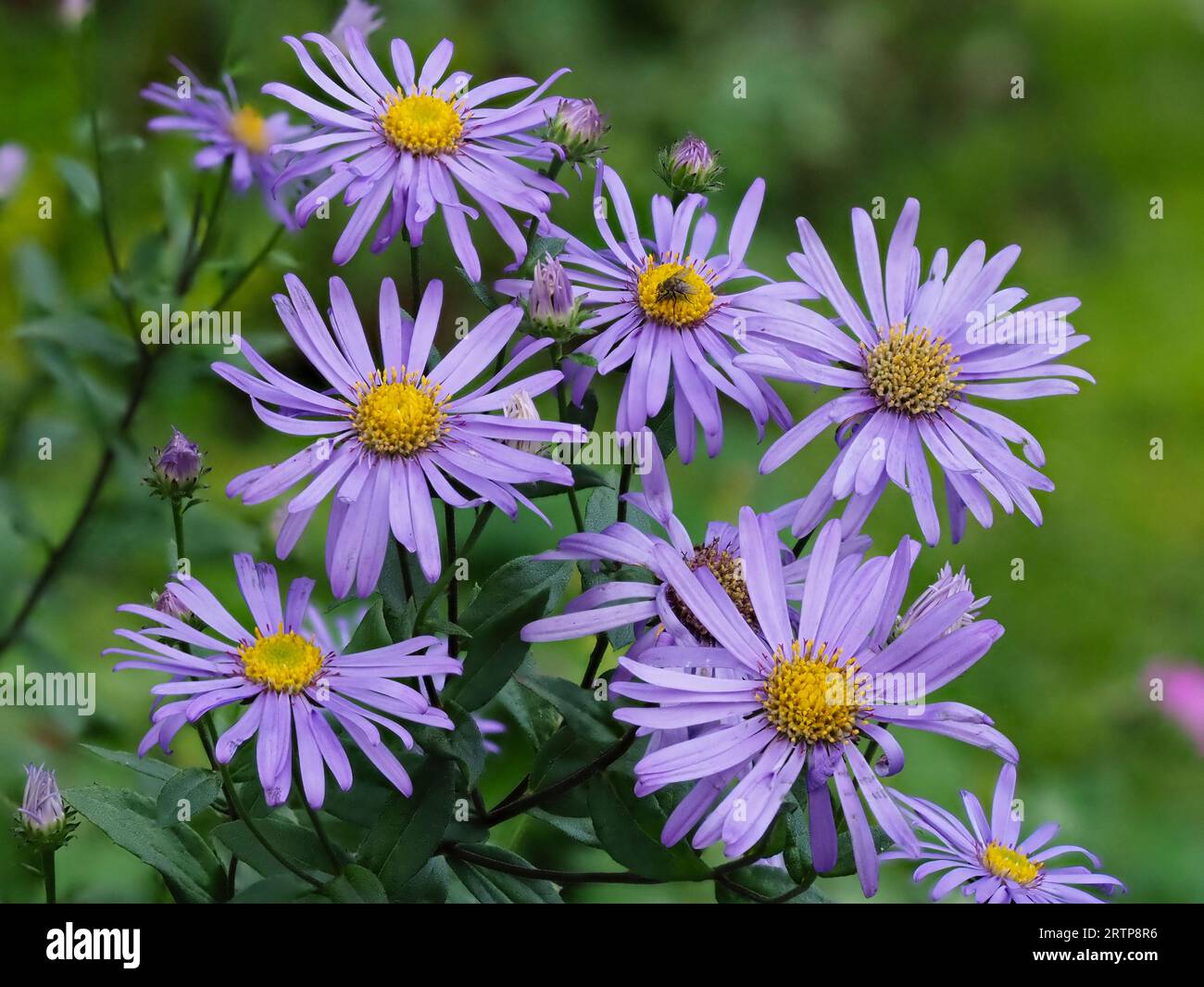 Blue flowers of the hardy perennial ornamental daisy, Aster x frikartii 'Jungfrau' Stock Photo