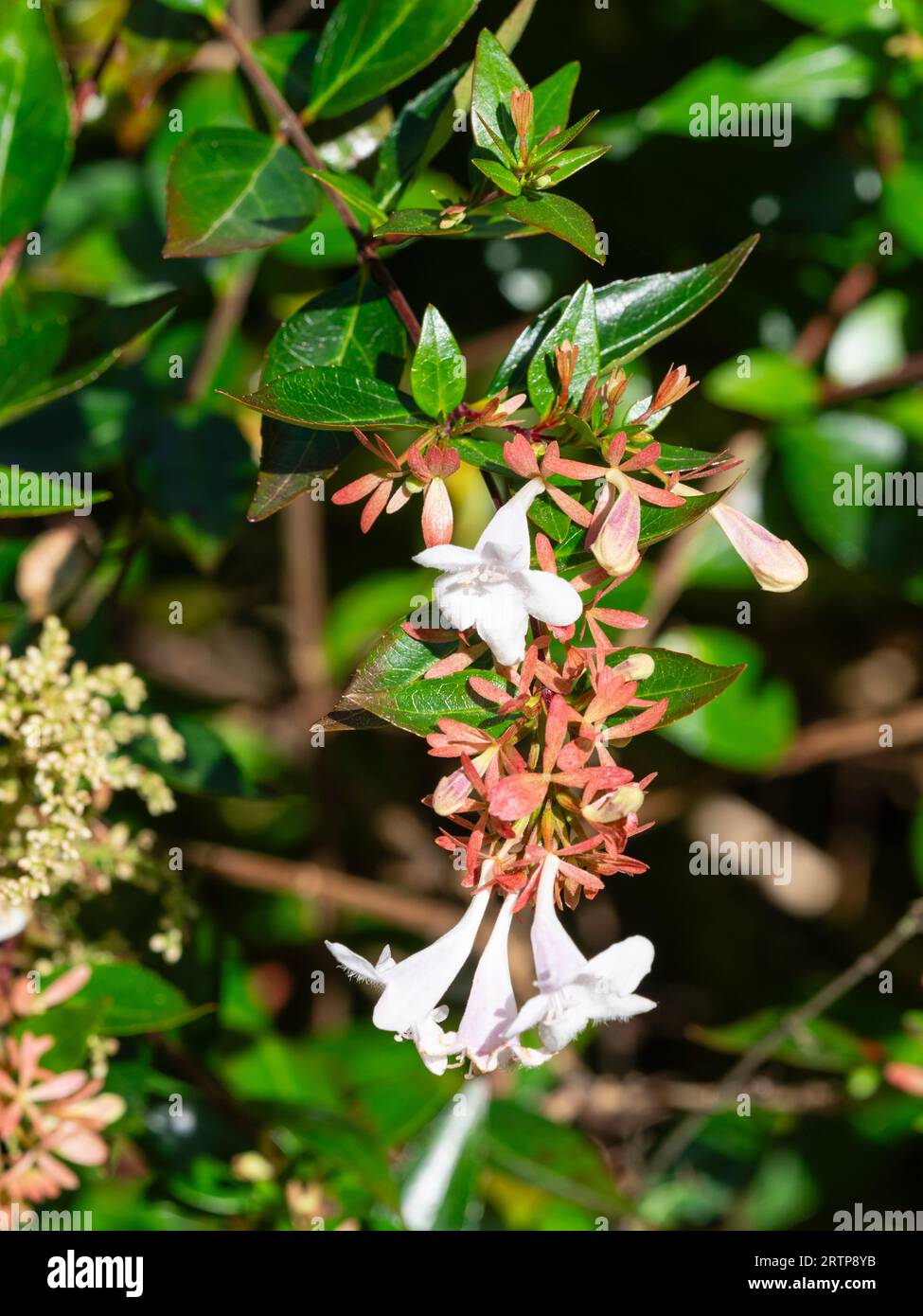 White flowers and red calyces of the hardy evergreen, late summer to autumn flowering shrub, Abelia x grandiflora Stock Photo