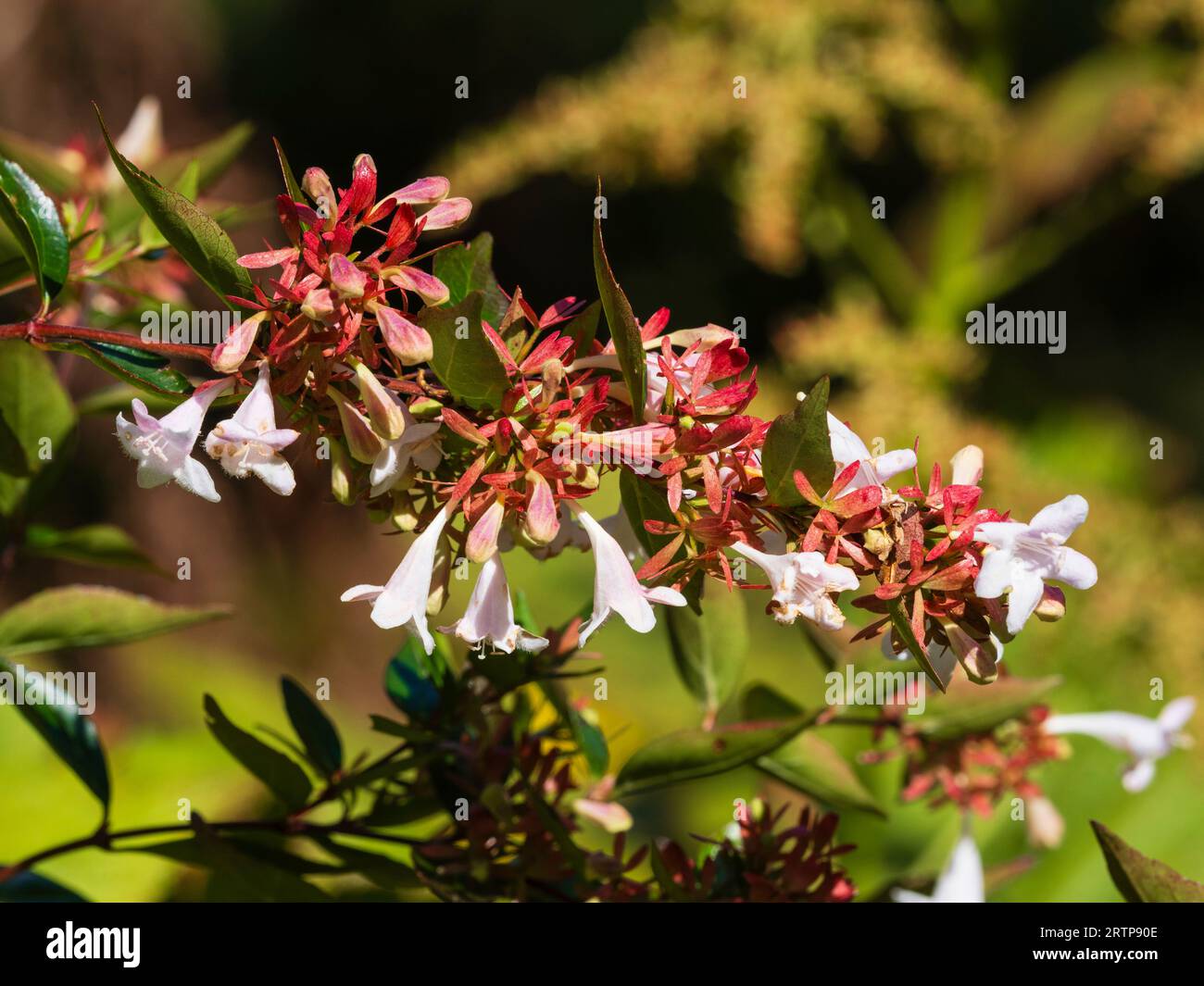 White flowers and red calyces of the hardy evergreen, late summer to autumn flowering shrub, Abelia x grandiflora Stock Photo