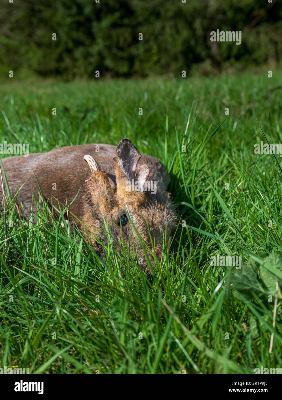 A Muntjac Deer, buck or male, that has been culled by a deer stalker as part of a deer management programme Stock Photo