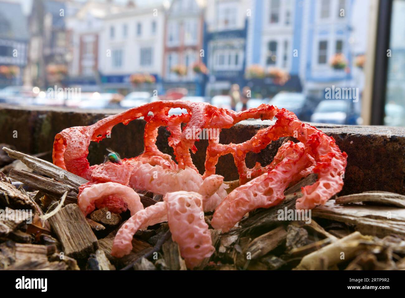 The alien-like Red Cage Fungus, Clathrus ruber, found here in the town of Dartmouth, is becoming more common in the UK as global temperatures rise Stock Photo