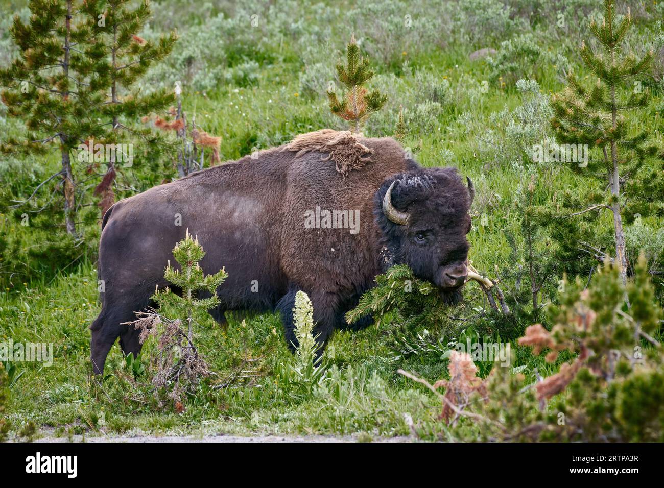 American bison (Bison bison), scrape old fur from head, Yellowstone
