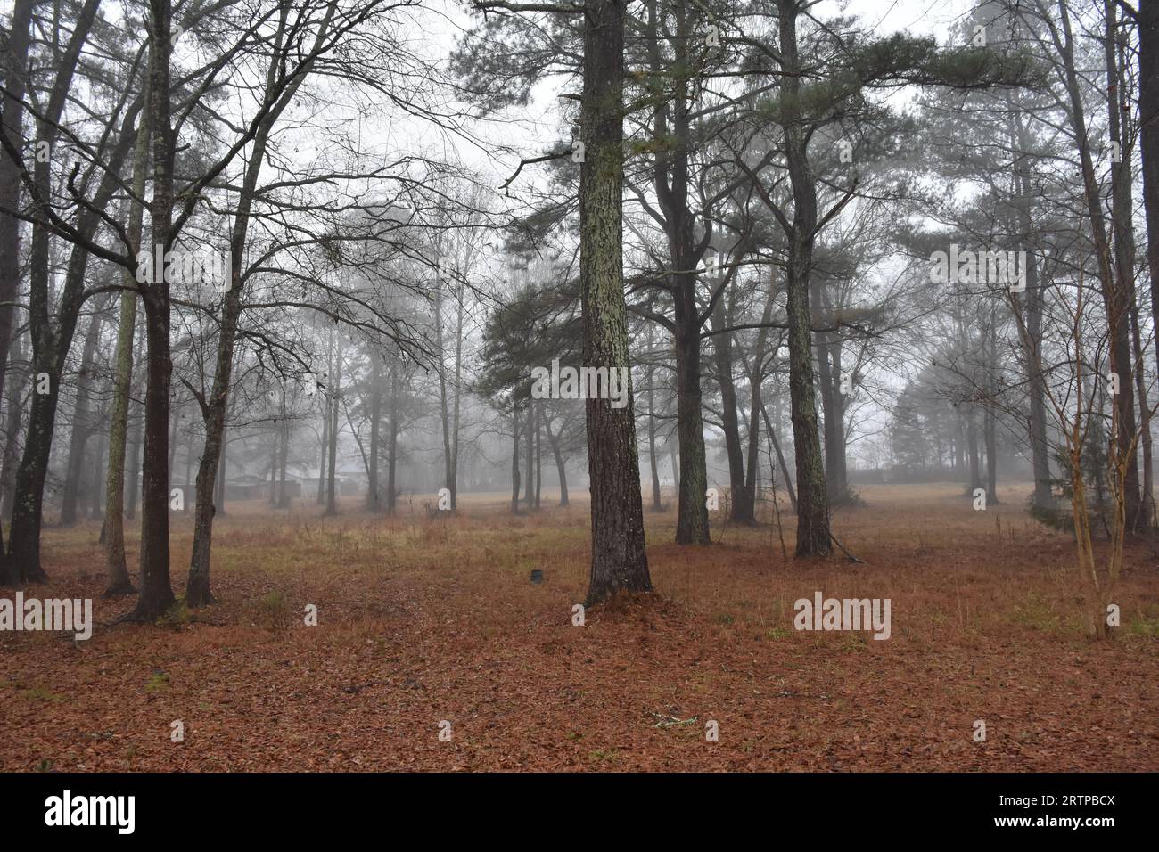 A Foggy scene in the woods. Stock Photo