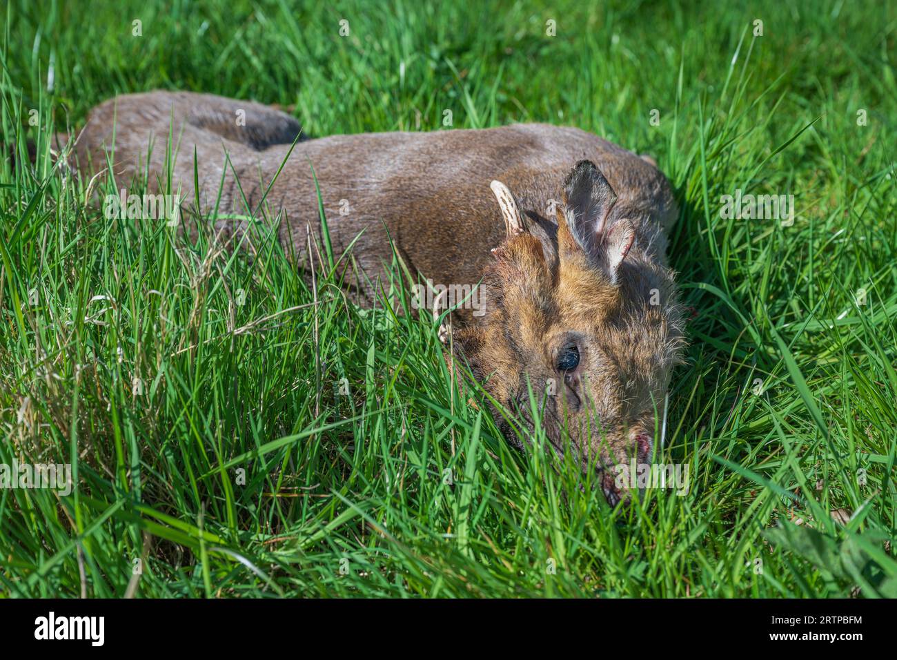 A Muntjac Deer, buck or male, that has been culled by a deer stalker as ...