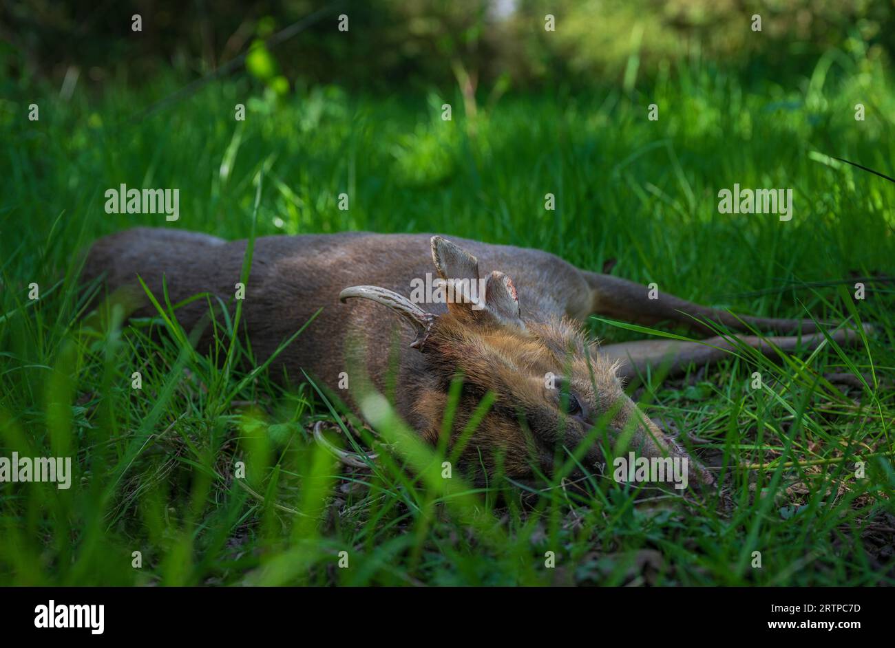 Wildlife population management hi-res stock photography and images - Alamy
