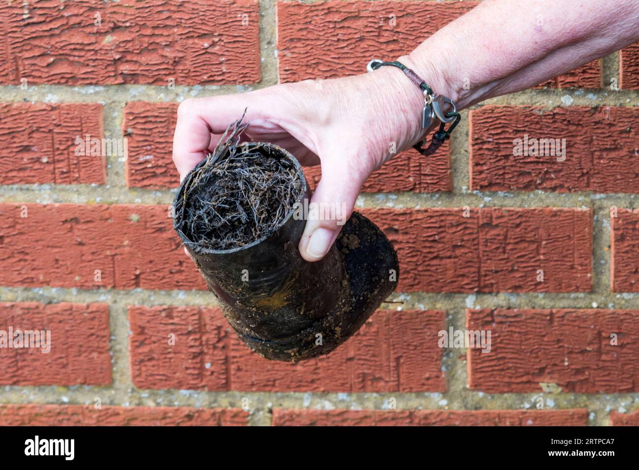 End of drain pipe, originally connected to soakaway, that has become totally blocked by plant roots and other vegetable matter. Stock Photo