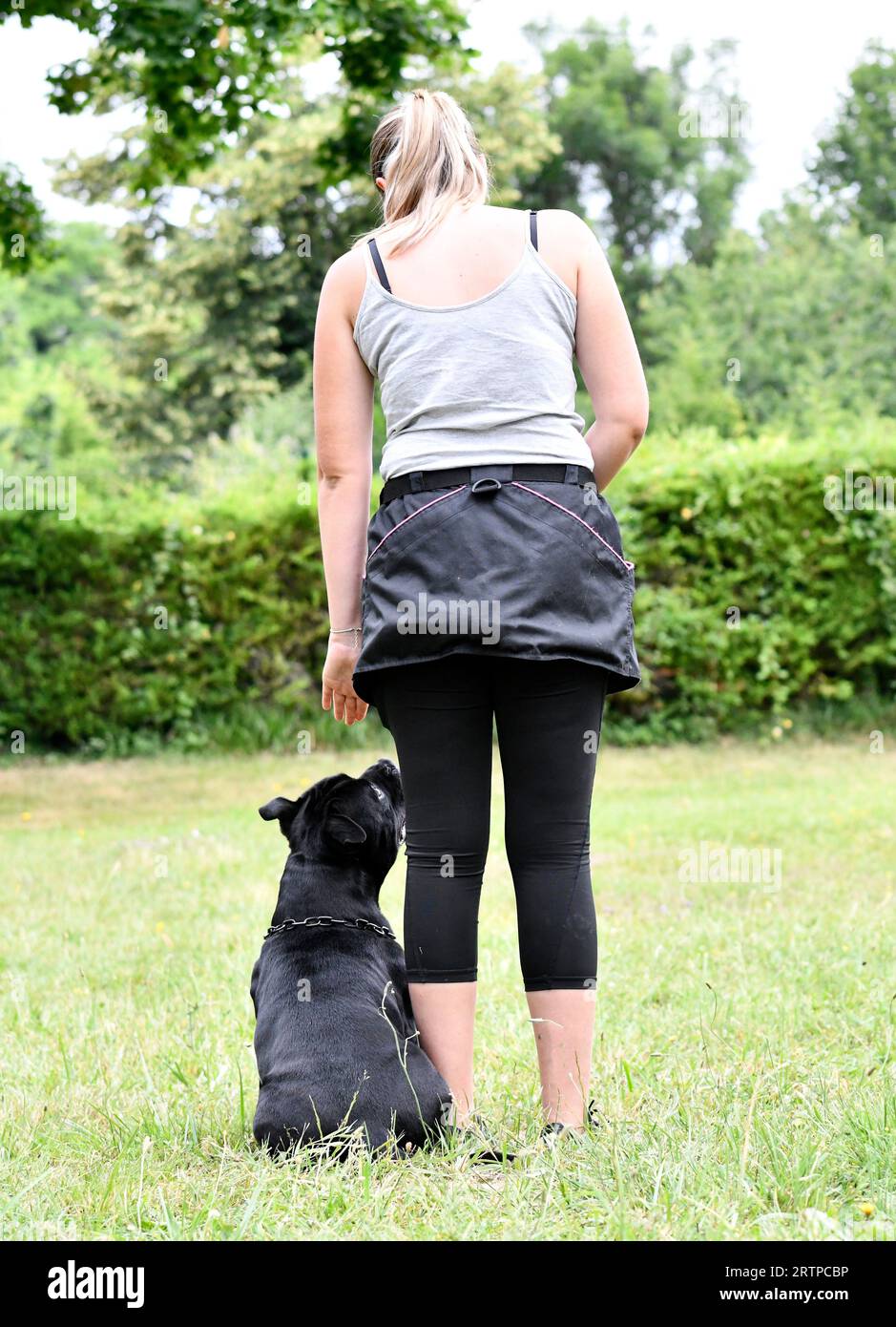 dog training  for obedience discipline with a staffie Stock Photo