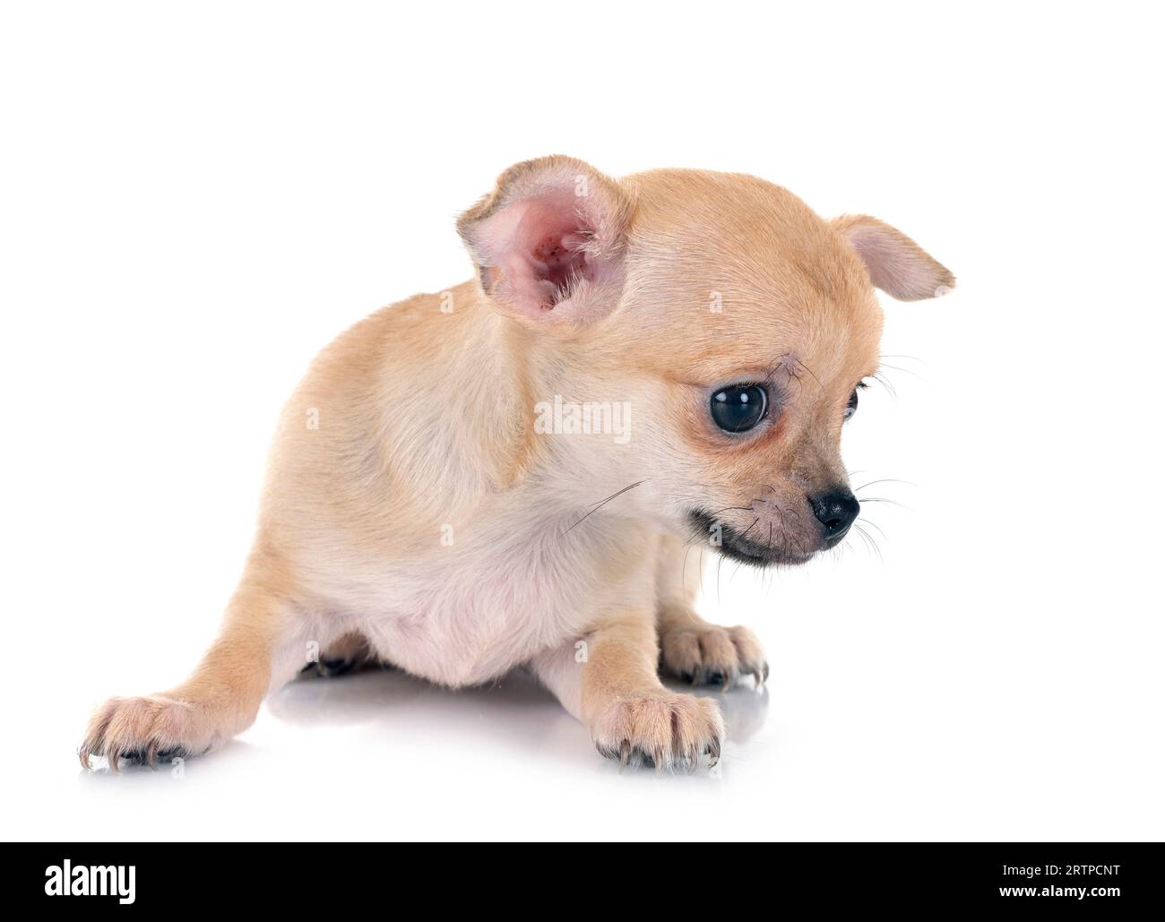 little chihuahua in front of white background Stock Photo