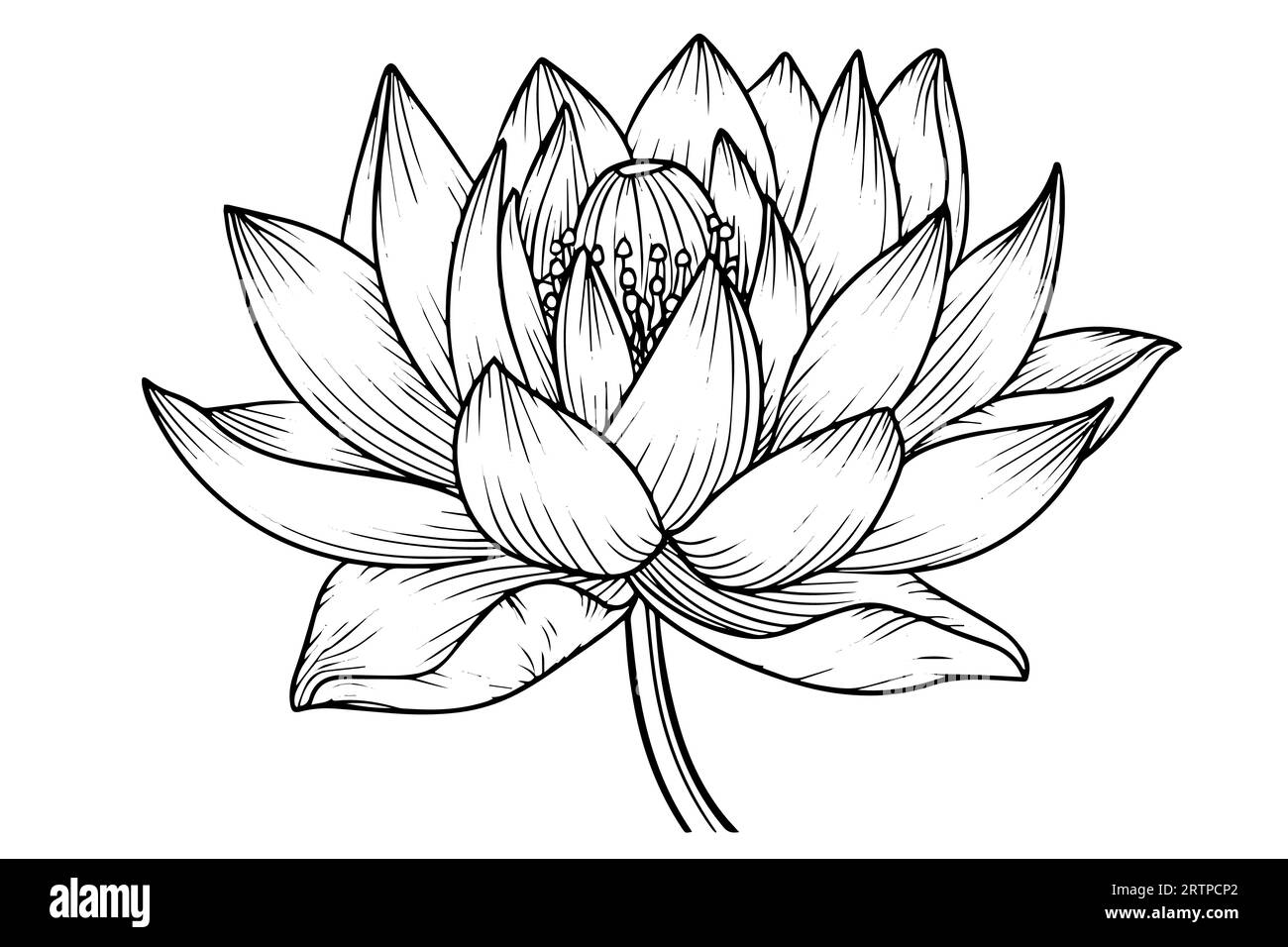 A lotus lily water flower in a vintage woodcut engraved etching style