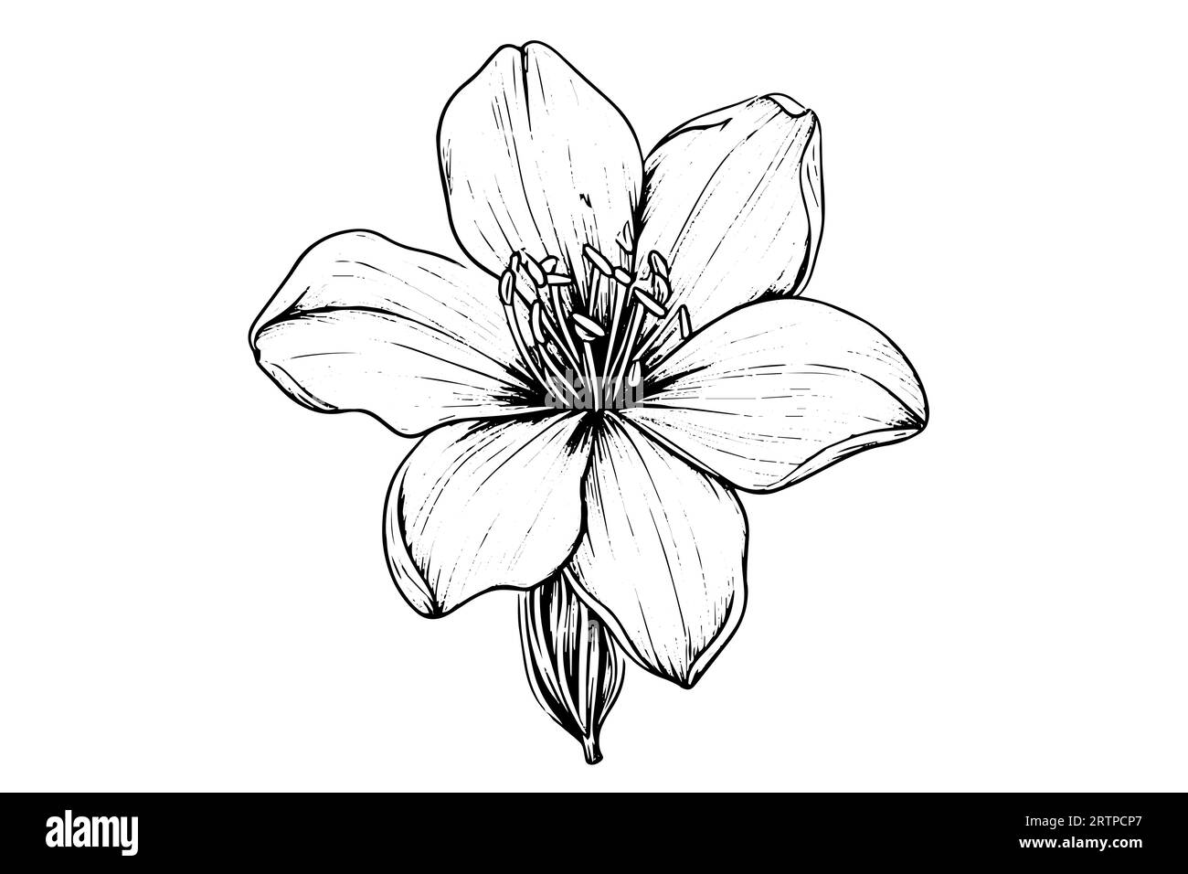 Saffron or crocus hand drawn ink sketch. Vector illustration in