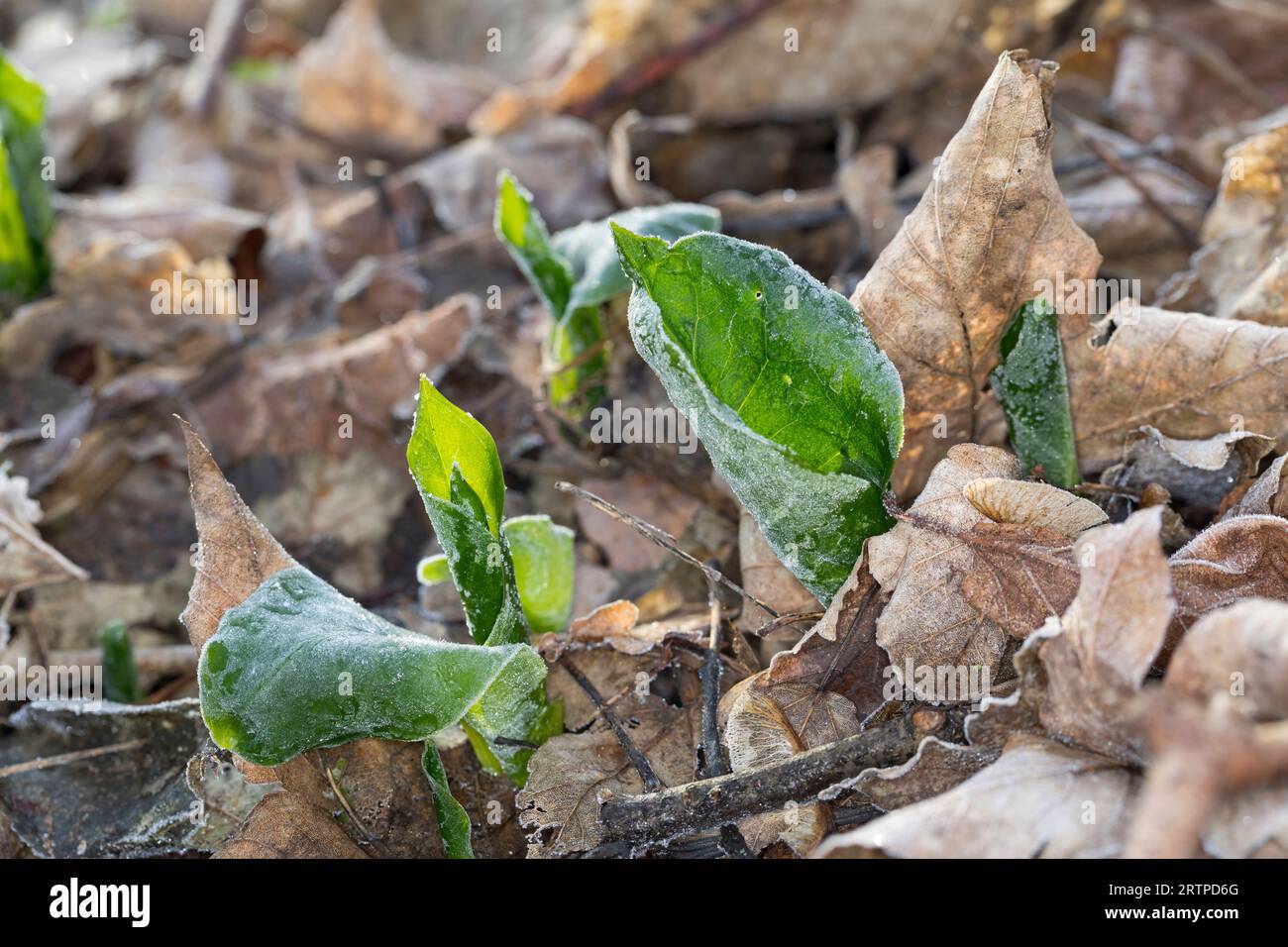 Gefleckter Aronstab, Aronstab, Arum maculatum, snakeshead, adder's root, arum, wild arum, arum lily, lords-and-ladies, devils and angels, cows and bul Stock Photo
