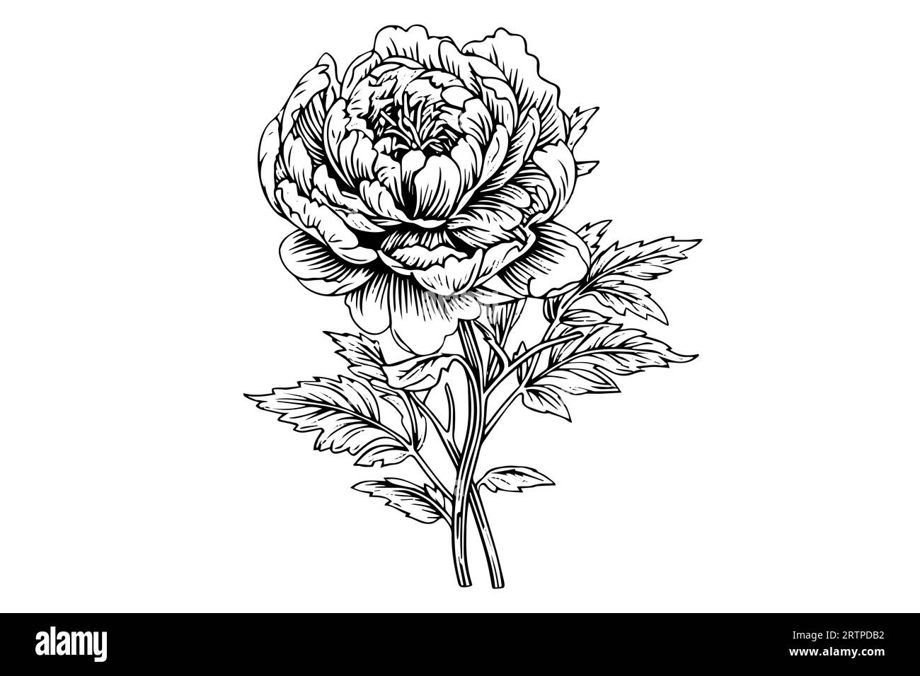 Peony flower and leaves drawing. Vector hand drawn engraved ink ...