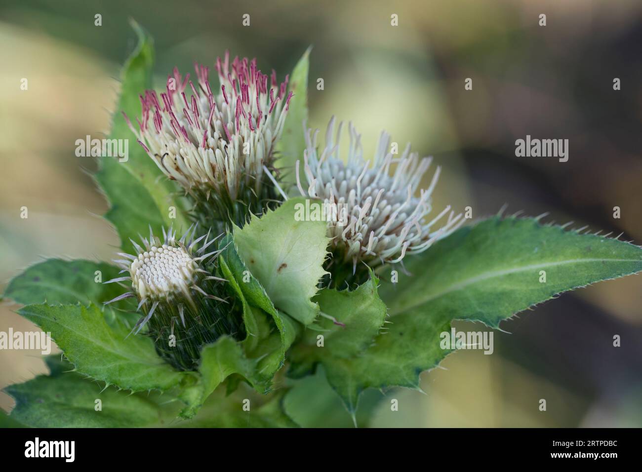 Kohl-Kratzdistel, Kohldistel, Kohl-Kratz-Distel, Kohlkratzdistel, Kratzdistel, Distel, Cirsium oleraceum, Cabbage Thistle, Siberian thistle, Le Cirse Stock Photo