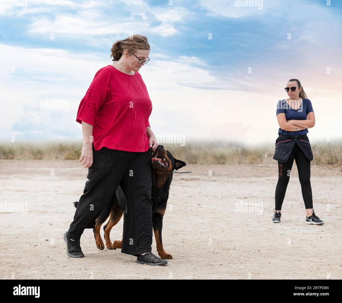 dog training  for obedience discipline in a club Stock Photo