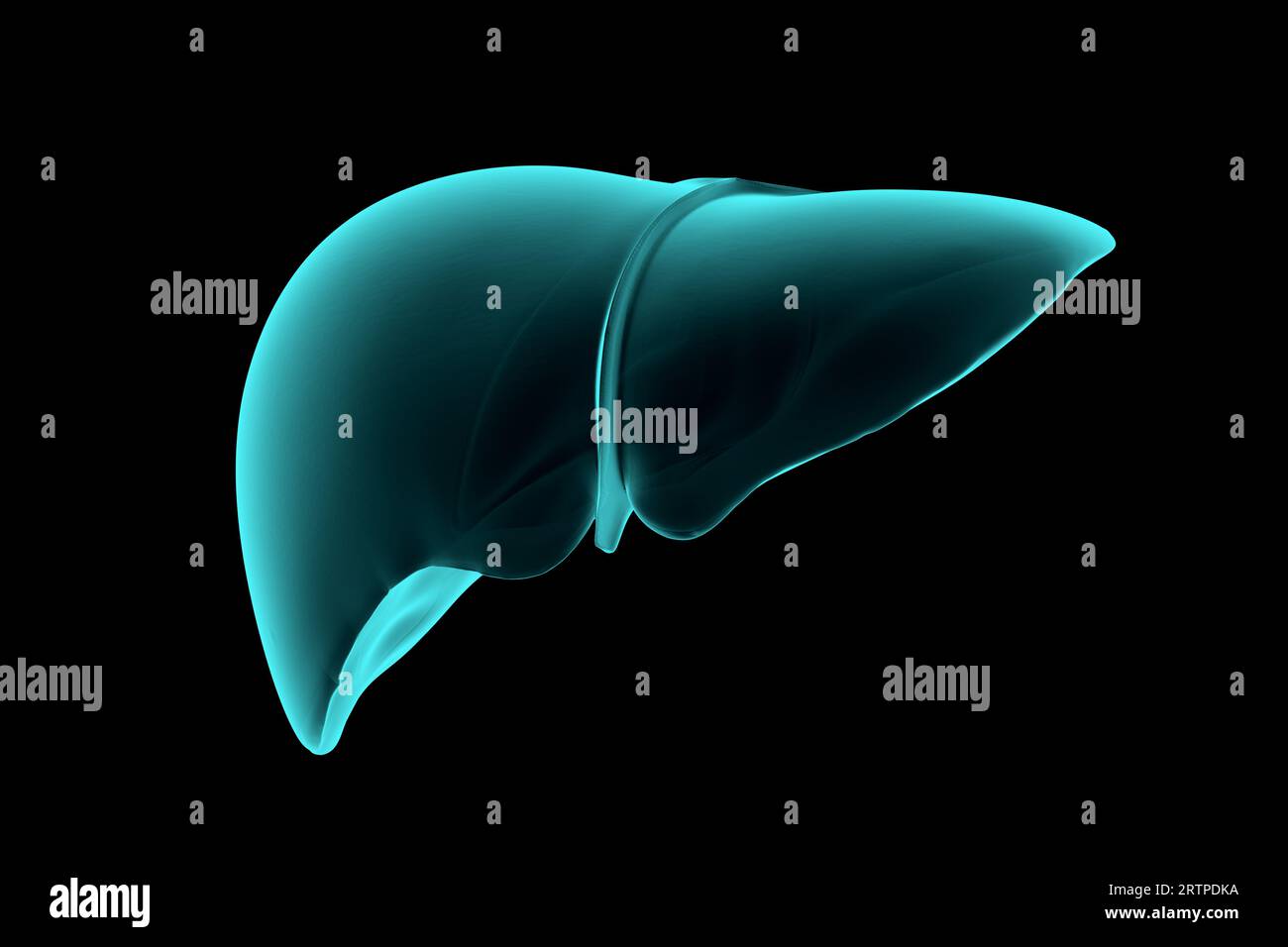 3d illustration of human liver realistic xray simulation isolated on