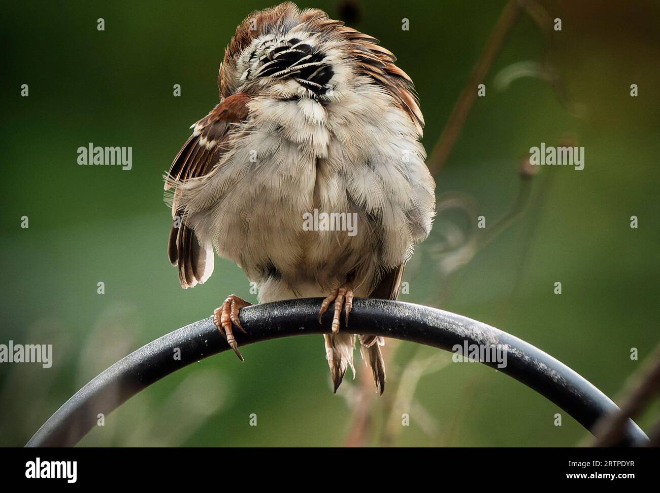 Puffed up gray sparrow on a high perch Stock Photo