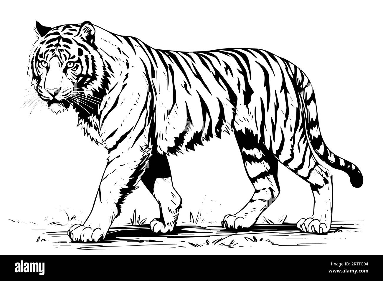 Hand drawn engraving style sketch of a tiger, vector ink illustration ...