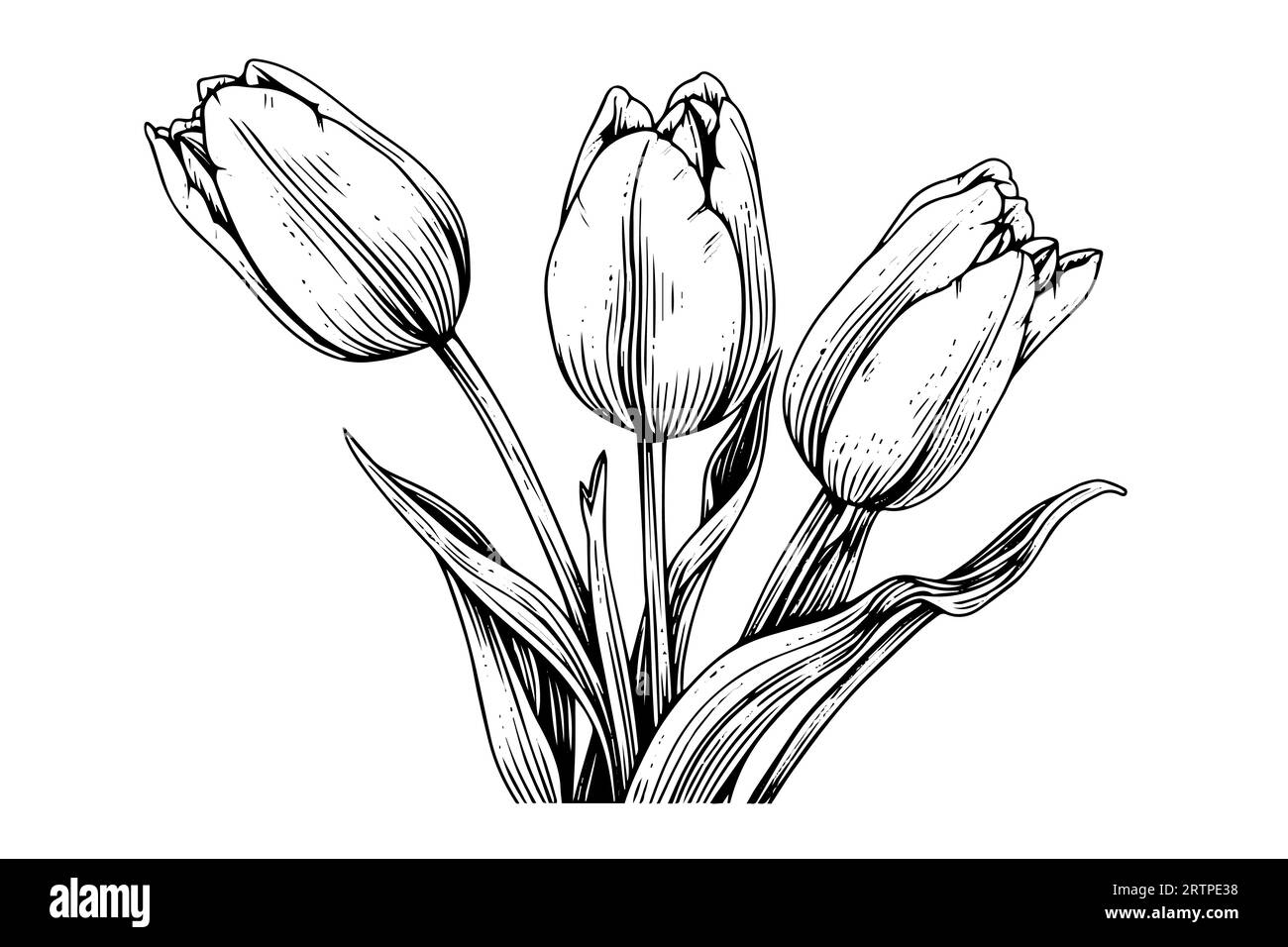 Hand drawn art of tulips branches. Flower isolated on white background