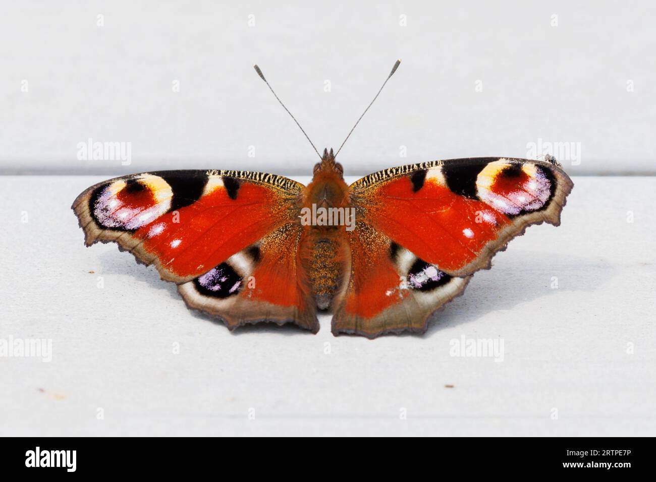 Peacock butterfly, Aglais io, Sussex, UK Stock Photo