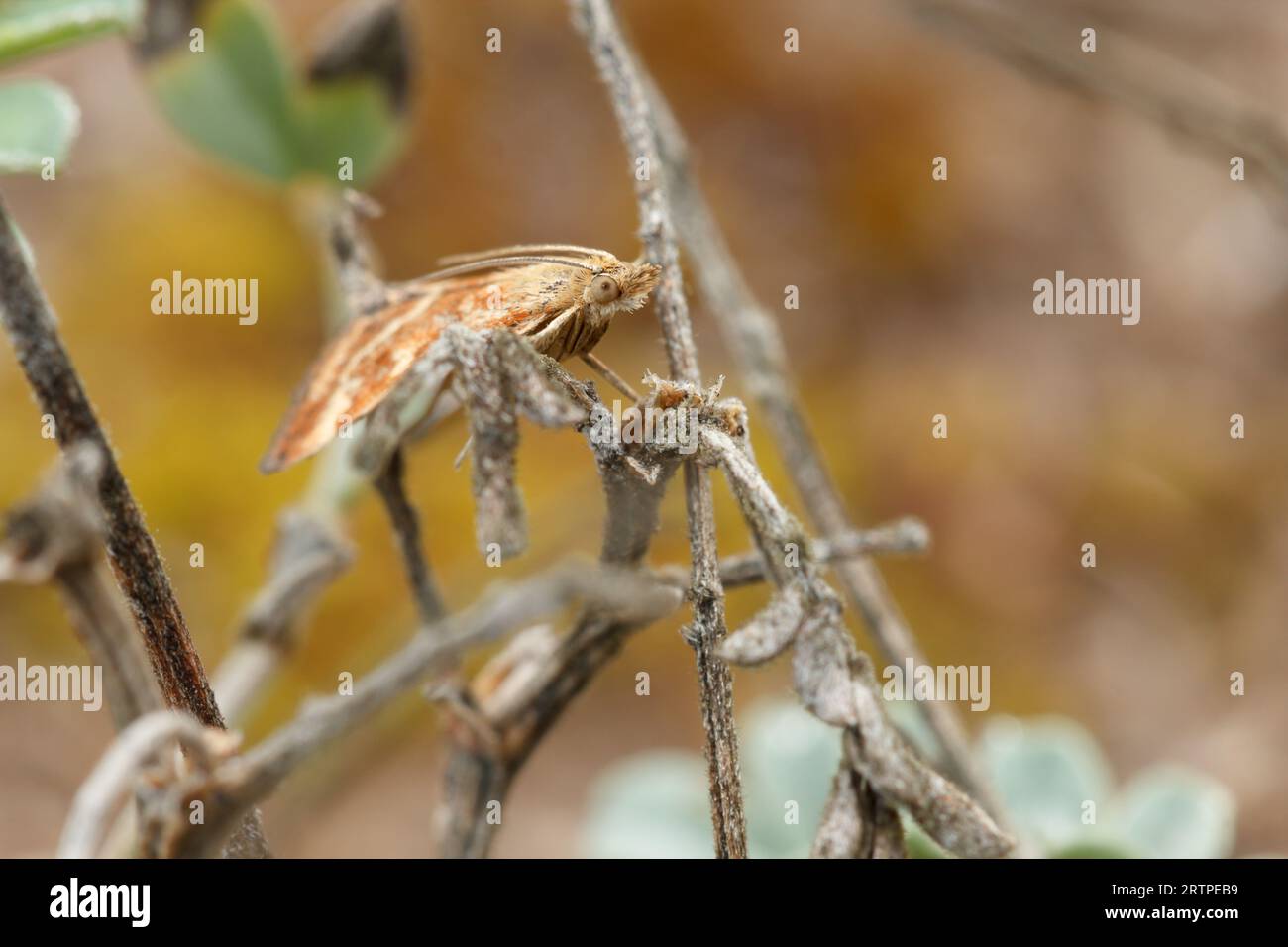 Closeup of moth between dry twigs with focus on the eye and warm