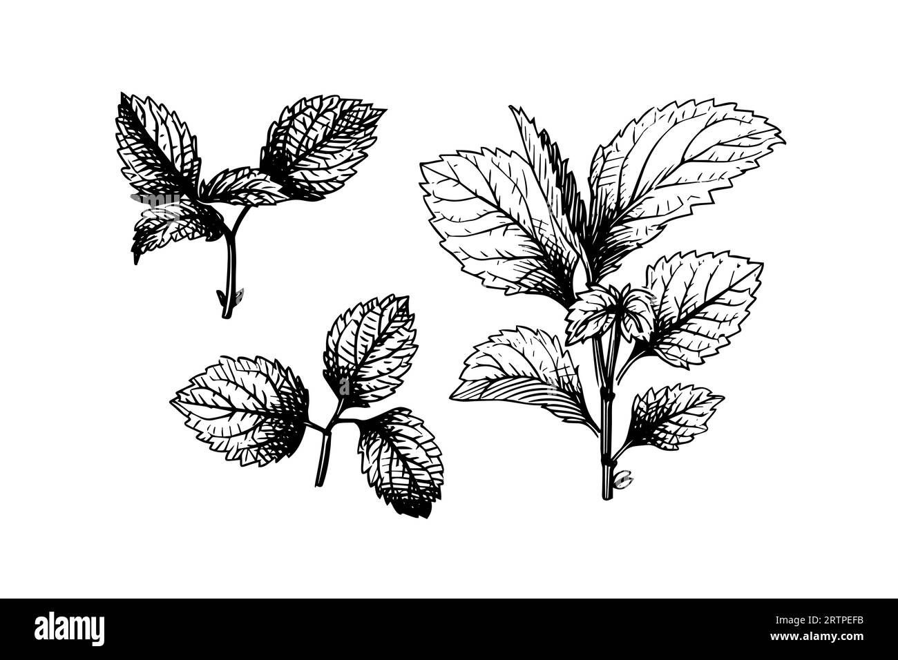 Peppermint sketch. Mint leaves branches and flowers engraving style vector illustration. Stock Vector