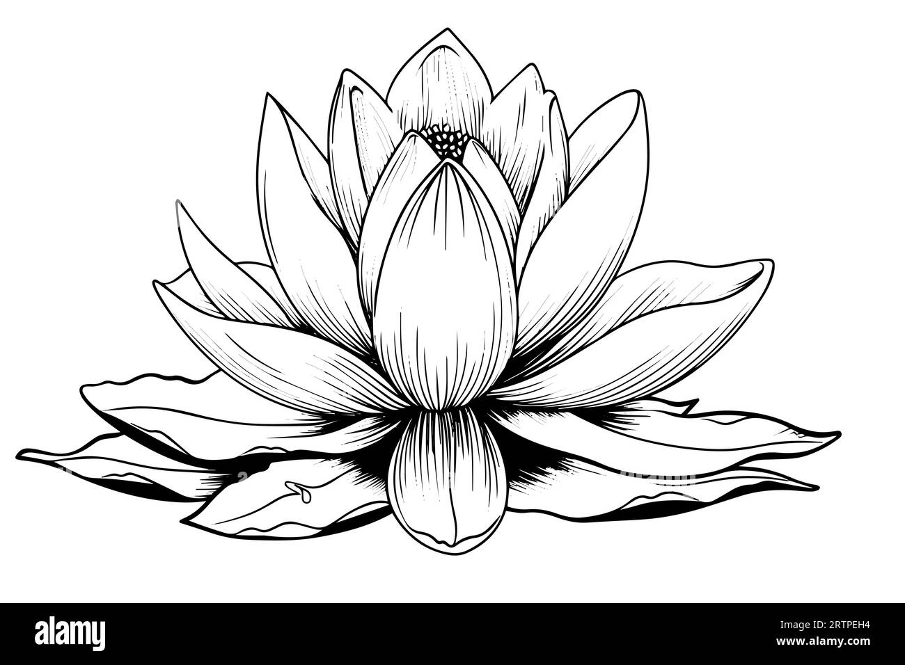 A lotus lily water flower in a vintage woodcut engraved etching style vector illustration Stock