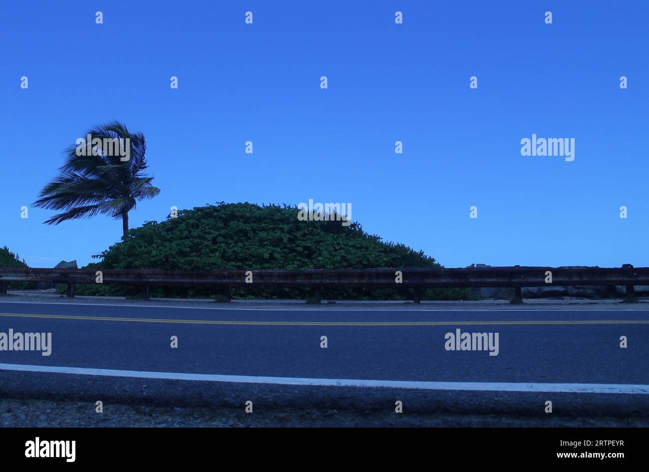 wind blowing over palm tree Stock Photo - Alamy