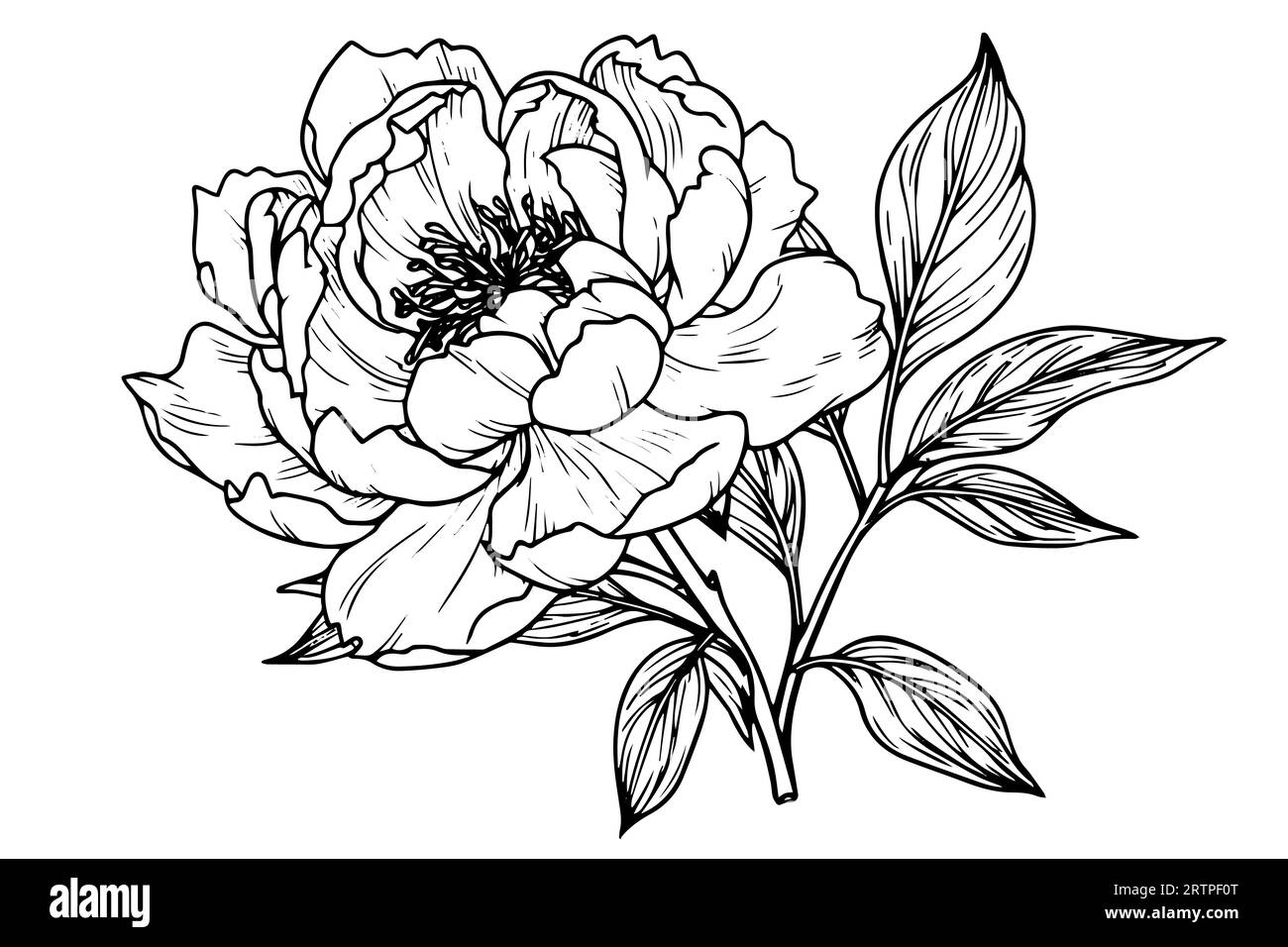 Peony flower and leaves drawing. Vector hand drawn engraved ink  illustration Stock Vector Image & Art - Alamy
