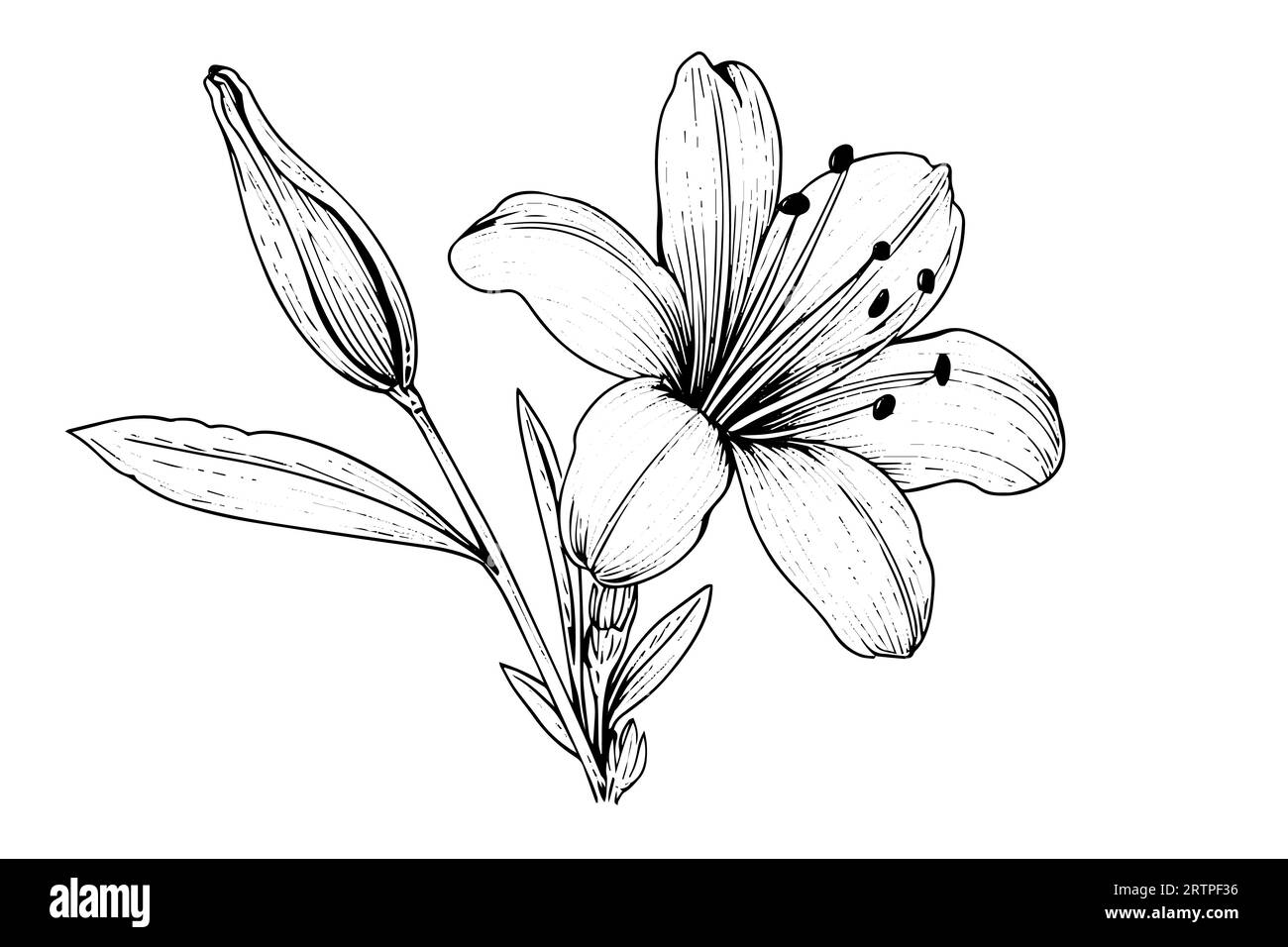 Saffron or crocus hand drawn ink sketch. Vector illustration in