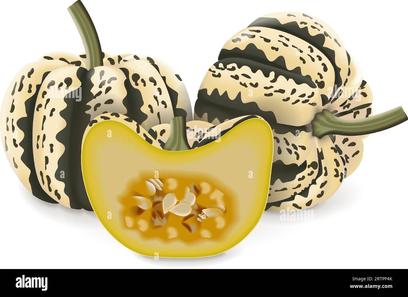Whole and half of Sweet Dumpling squash. Winter squash. Cucurbita pepo. Fresh, organic, raw fruits and vegetables. Isolated vector illustration. Stock Vector