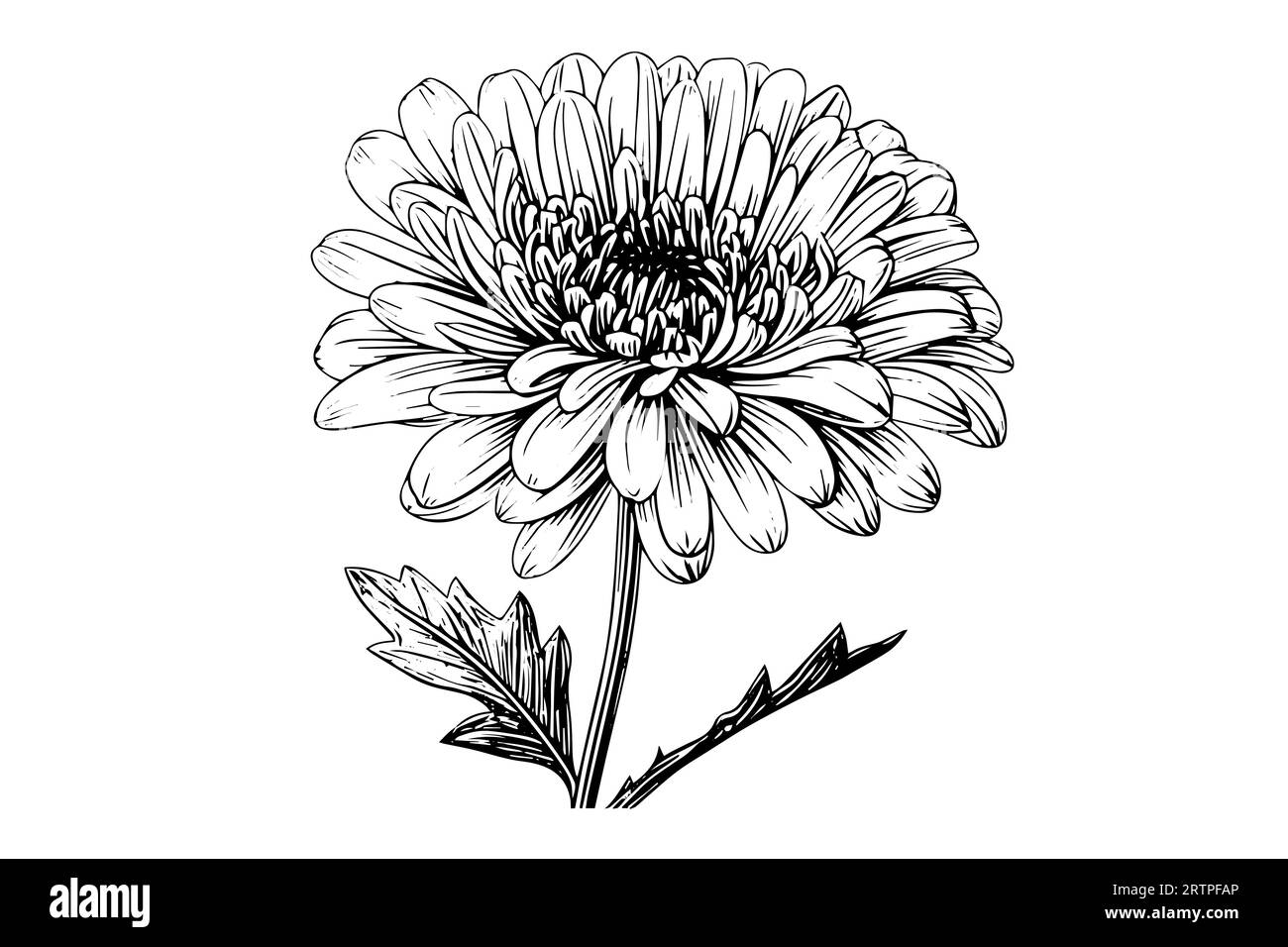 Hand drawn ink sketch of chrysanthemum. Vector illustration in engraving vintage style. Stock Vector