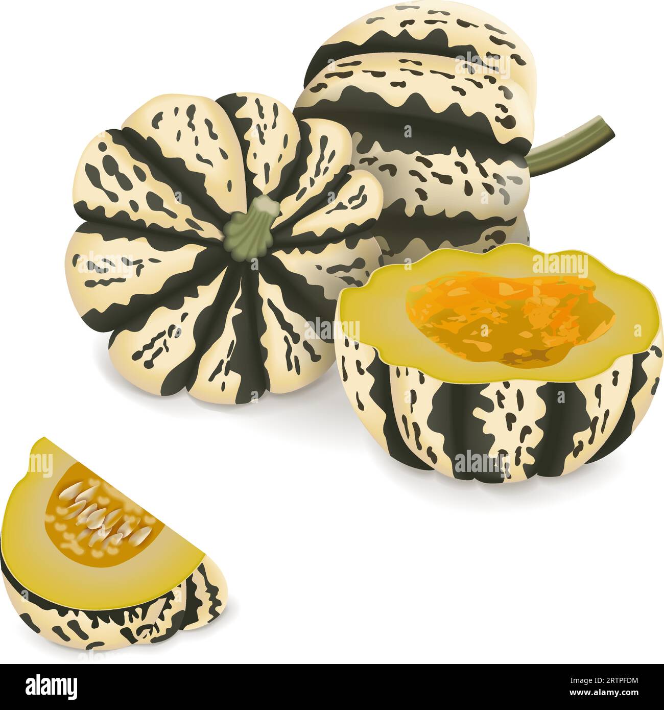Whole and chopped Sweet Dumpling squash. Winter squash. Cucurbita pepo. Fruits and vegetables. Isolated vector illustration. Stock Vector