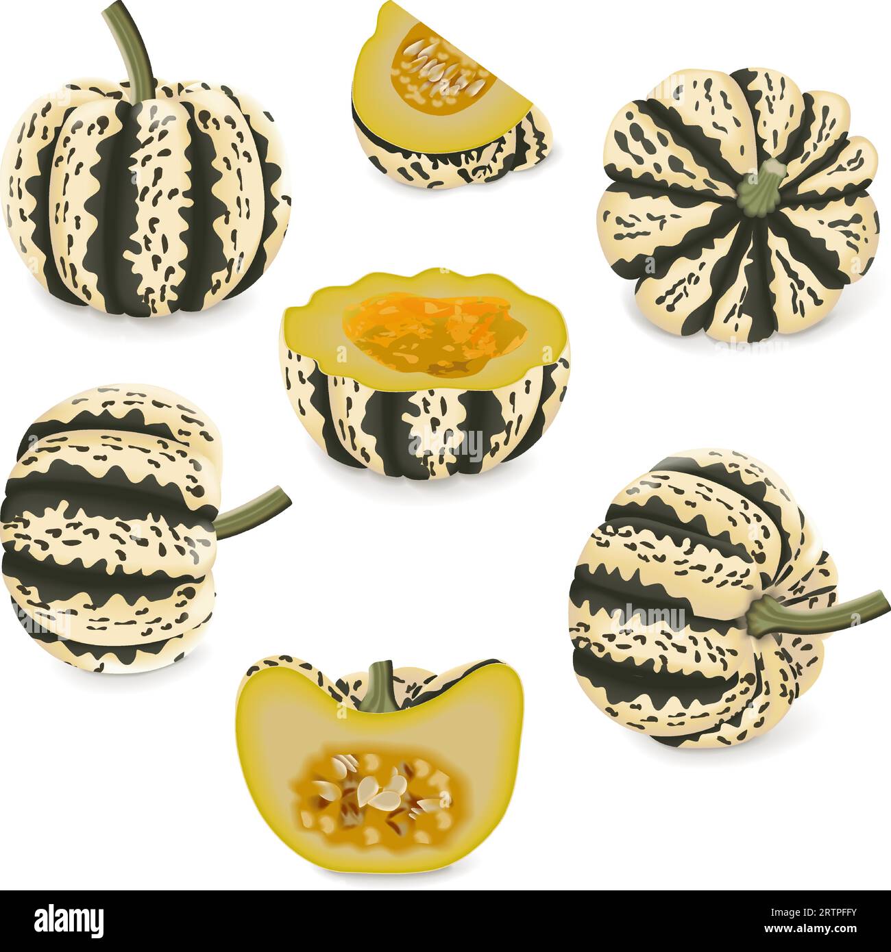 Set with whole, half, quarter, and wedges of Sweet Dumpling squash. Winter squash. Cucurbita pepo. Fruits and vegetables. Isolated vector illustration. Stock Vector