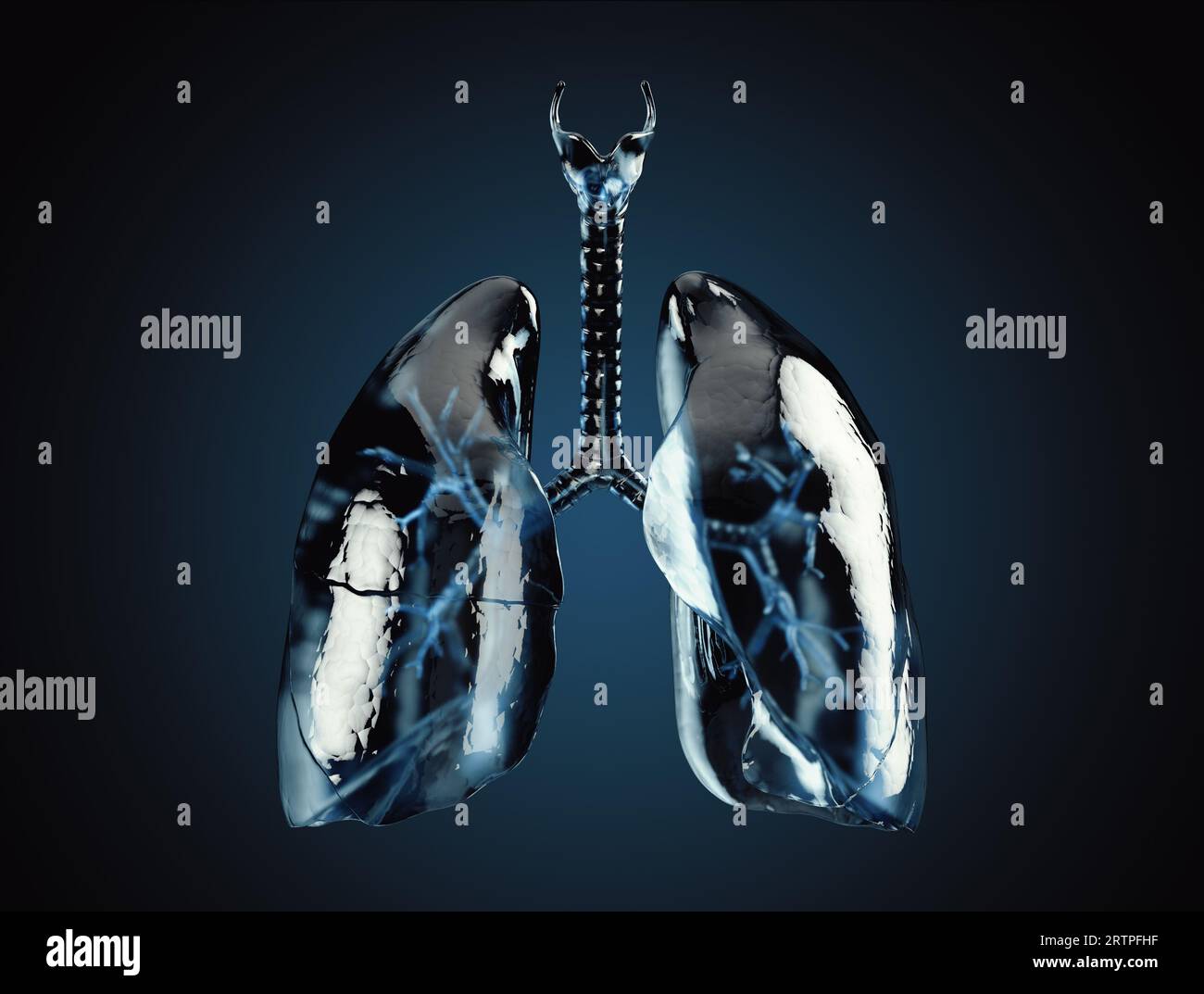 Glass Human lungs on black background. Abstract 3d illustraion of human