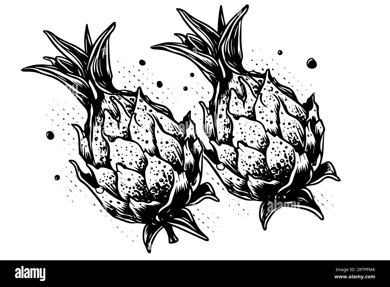 Pitaya or dragon fruit hand drawn ink sketch. Engraving vintage style