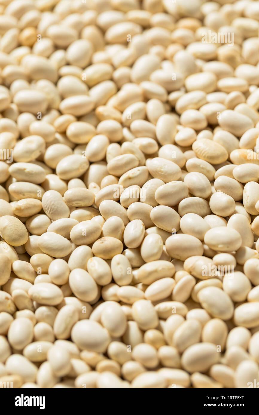 Organic White Navy Beans in a Bowl Stock Photo