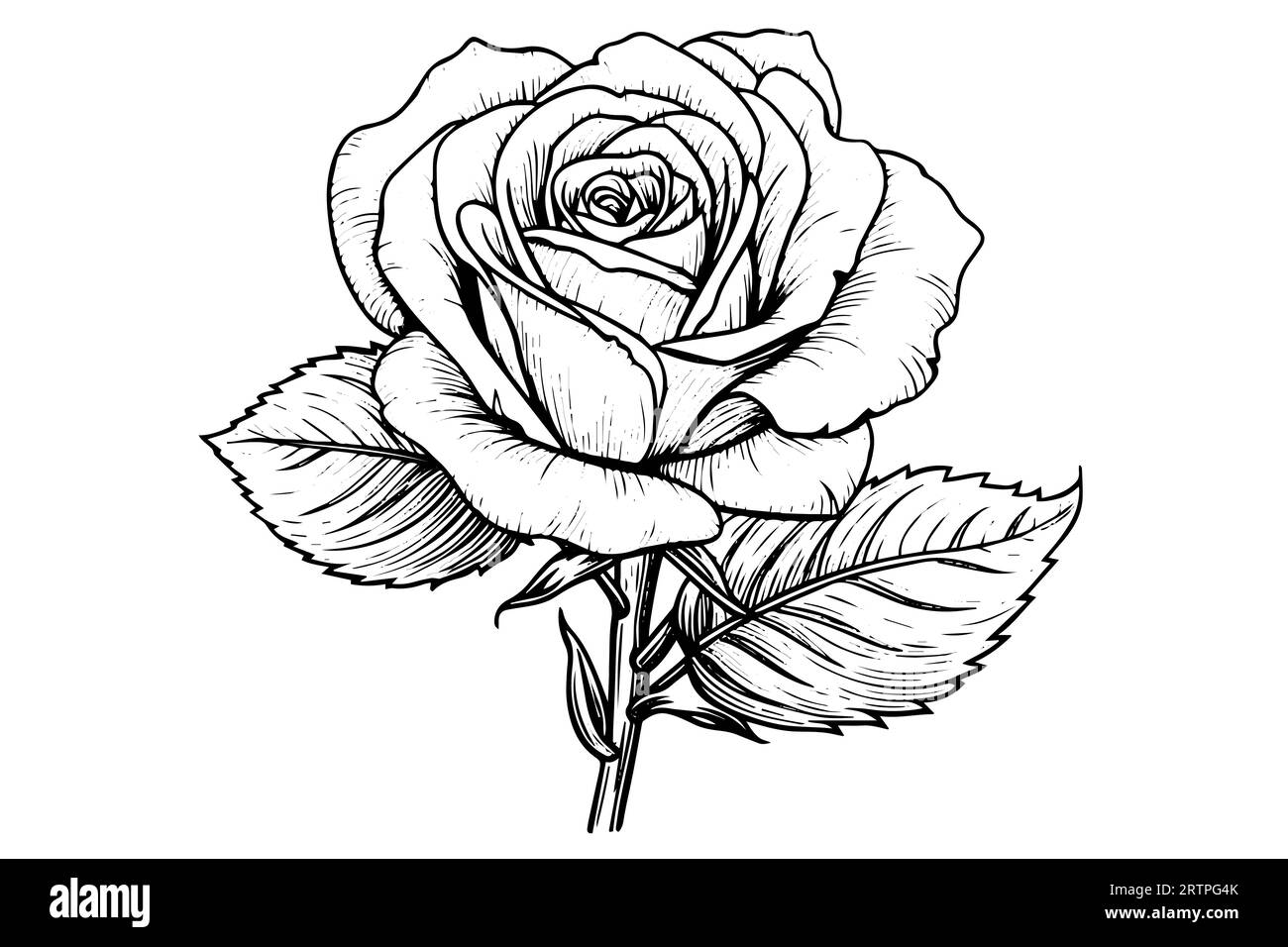 Vintage rose flower engraving calligraphic .Victorian style tattoo ...