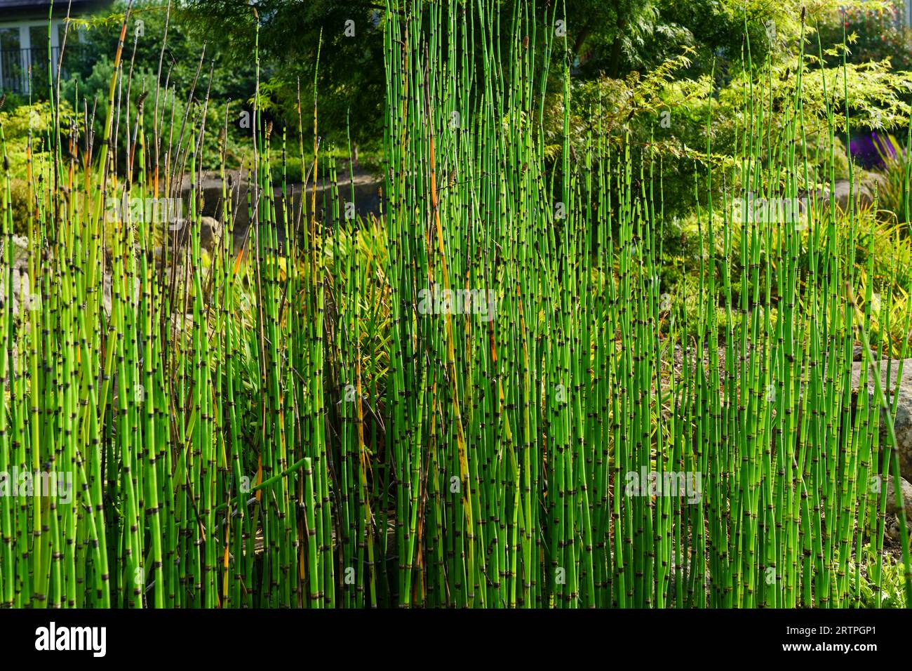 Equisetum hyemale, with vertically jointed dark green reed-like stalks and hollow stems, and up to 3 feet (0.91 m) in height. Stock Photo