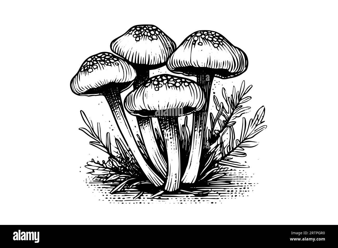 Fly agaric mushroom hand drawn sketch. Engraving vintage style vector ...