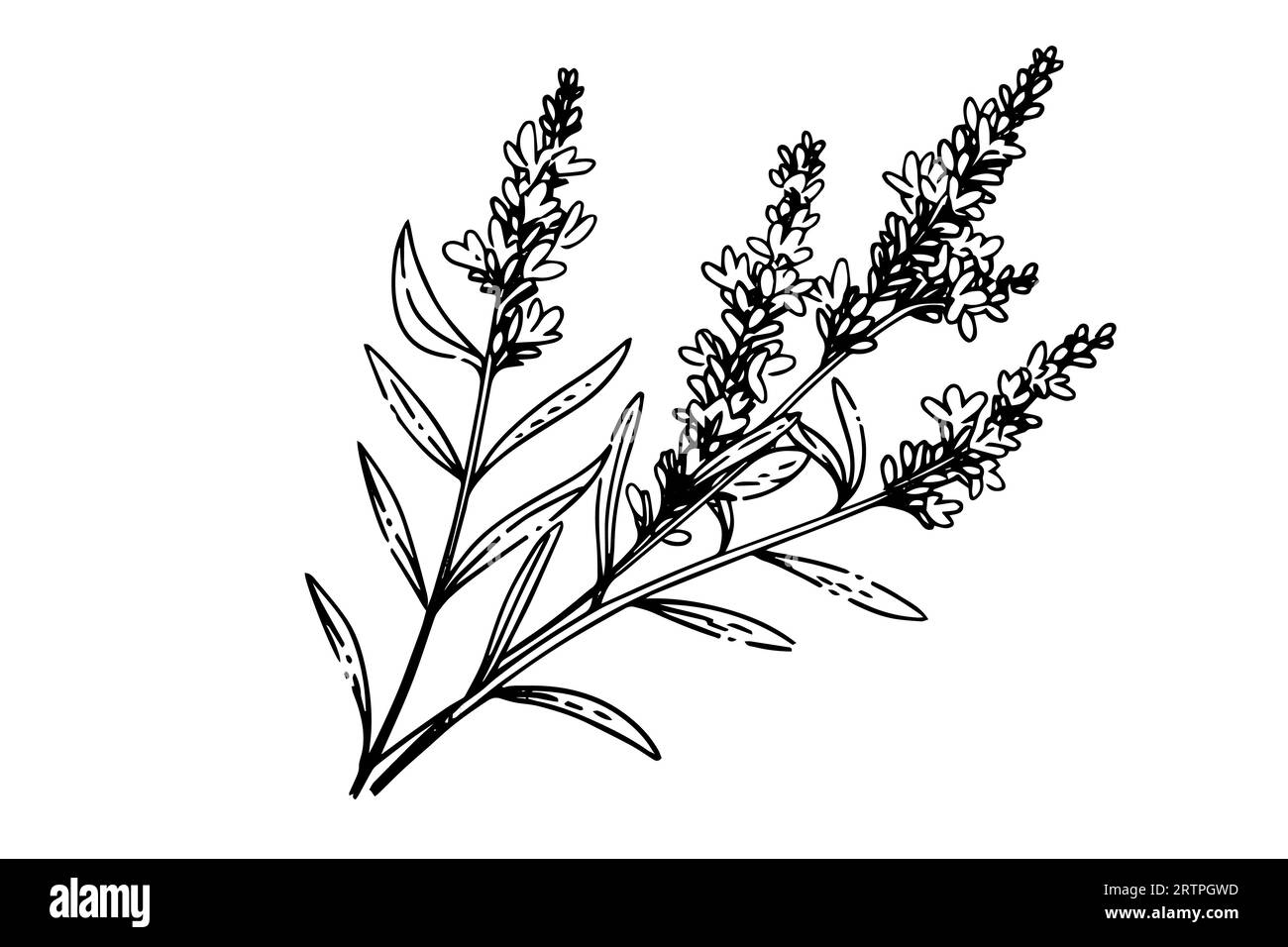 Floral botanical lavender flower hand drawn ink sketch. Vector engraving illustration. Stock Vector
