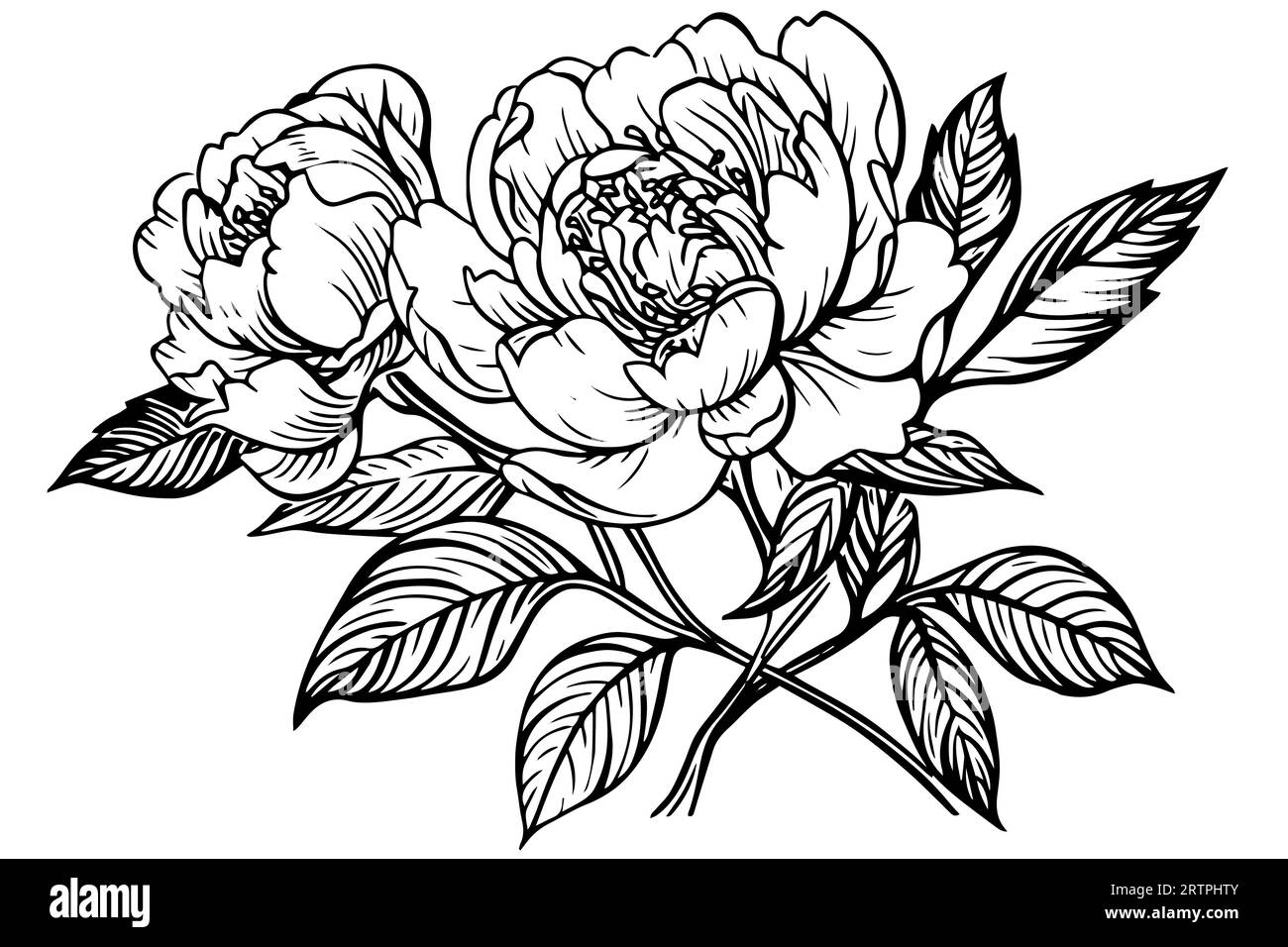Peony flower and leaves drawing. Vector hand drawn engraved ink ...