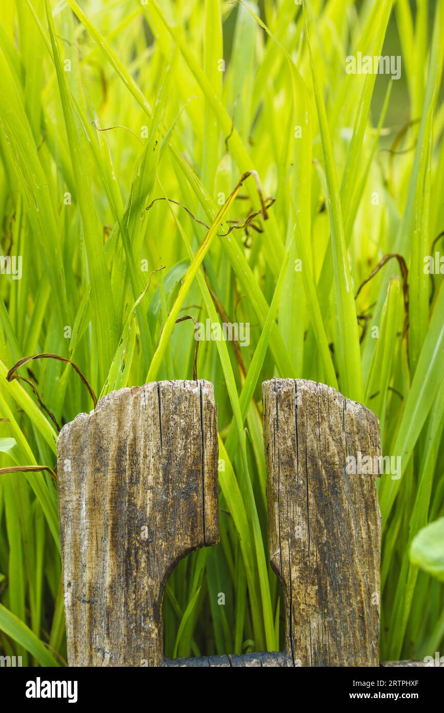Green grasses in old wooden bucket, close up Stock Photo