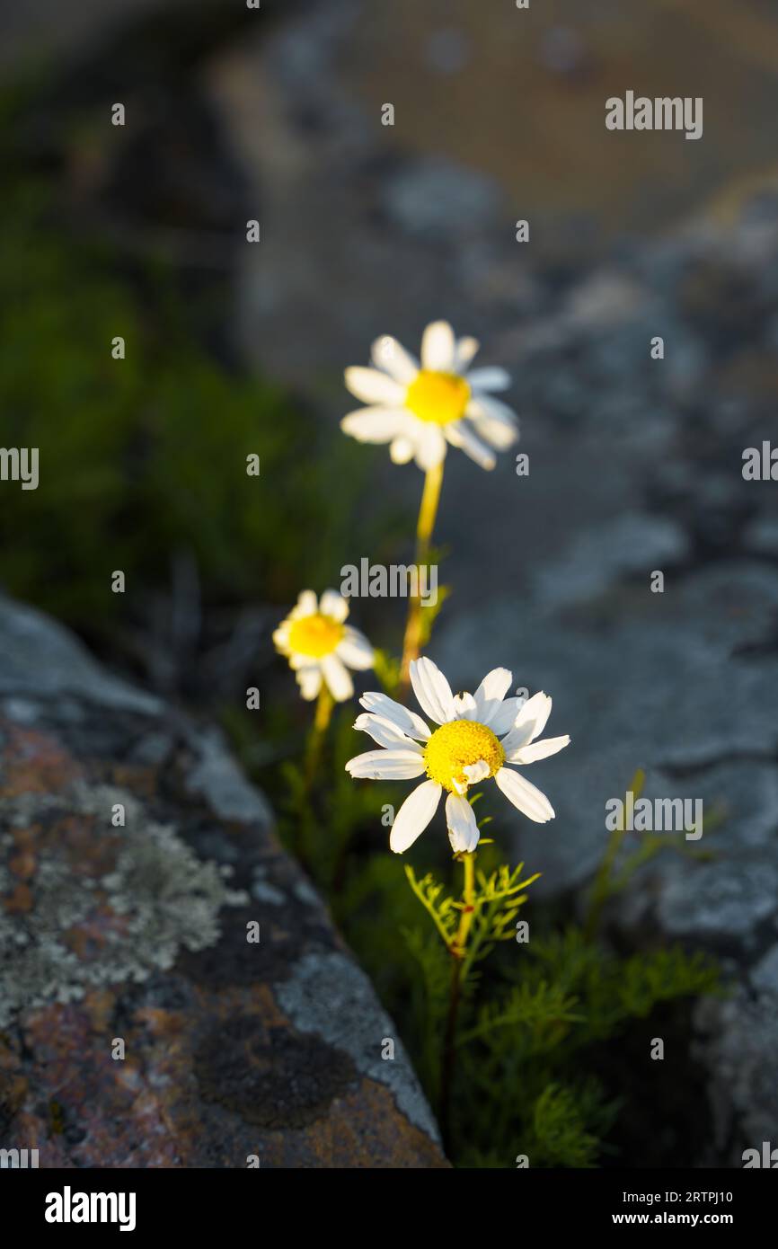 Oxeye daisies (Leucanthemum vulgare) growing between the rocks in nature, close up. Stock Photo