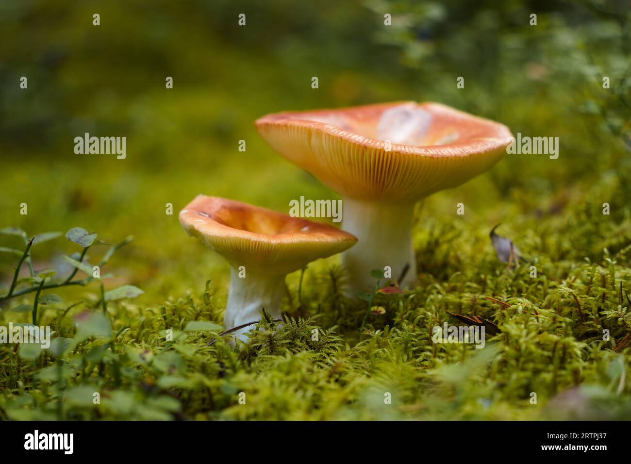 Two mushrooms (Russula) close up view, macro photo. Stock Photo